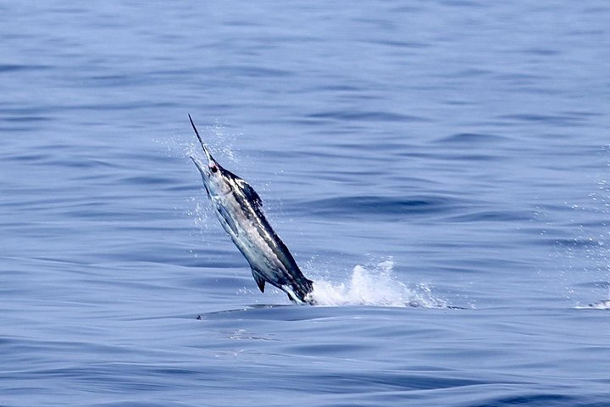Kona Fishing Charter 8 Hr