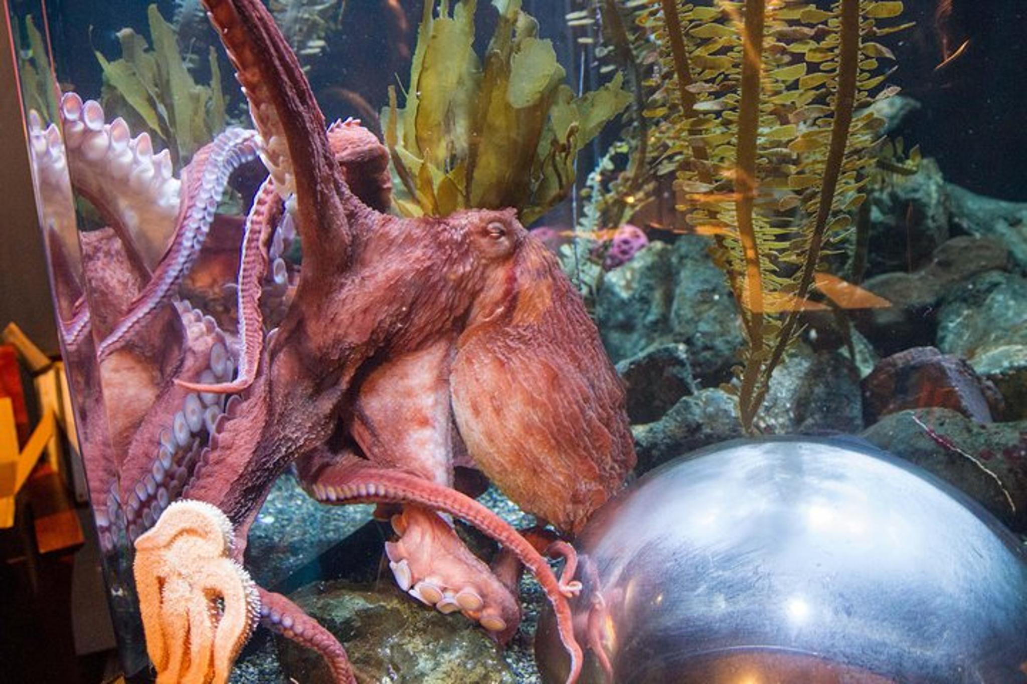 San Francisco Aquarium of the Bay Admission - Image 6