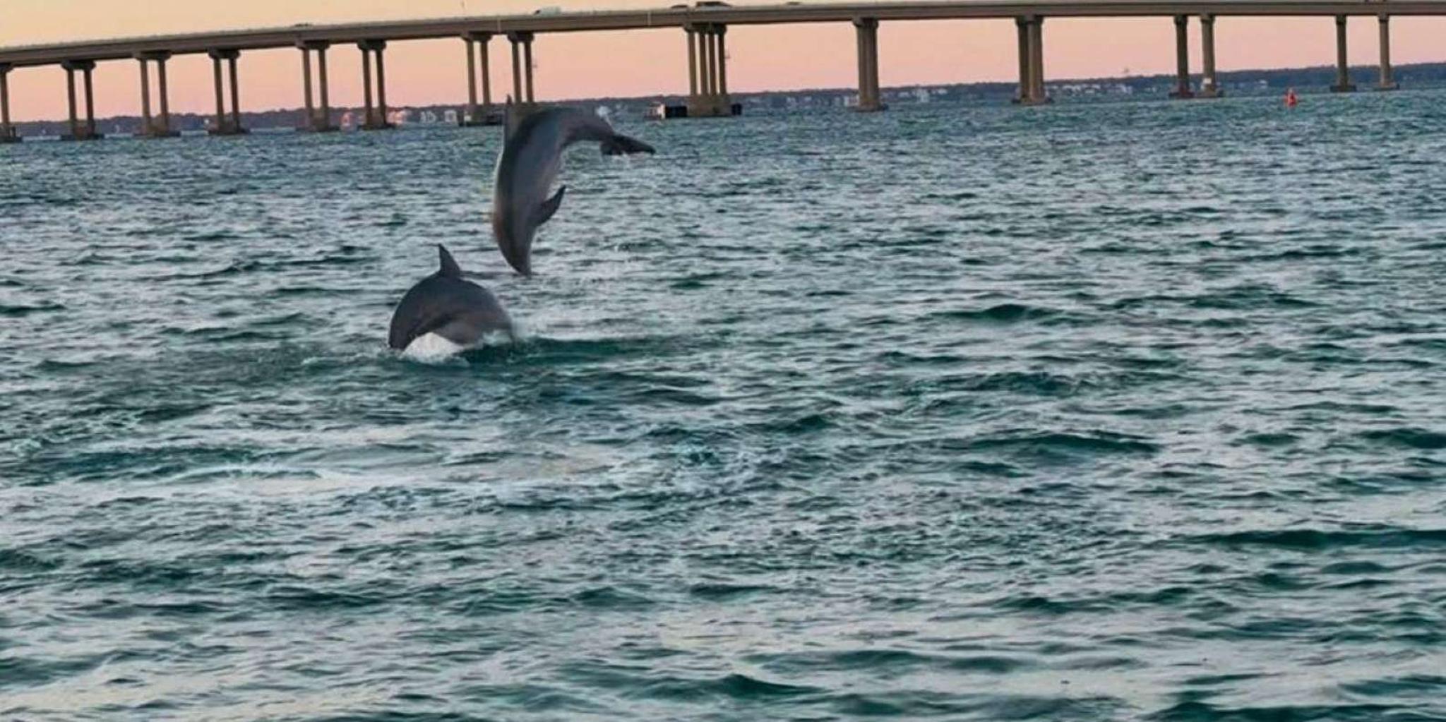 Destin Boat Ride in Choctawhatchee Bay - Image 3