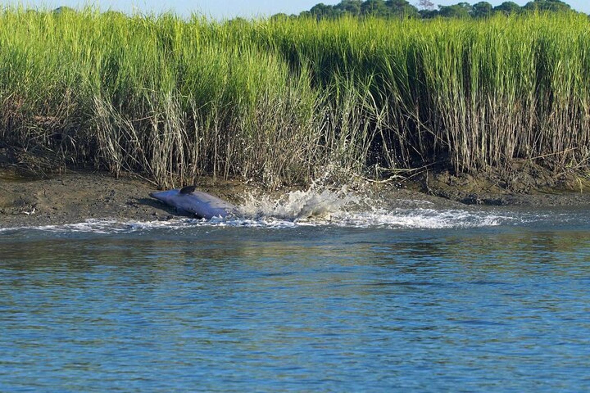 Beaufort River Tour - Image 6