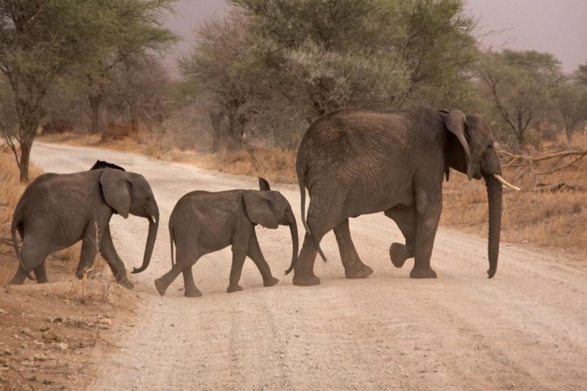 Durban Big 5 Safari Open Vehicle 14 hr - Image 3