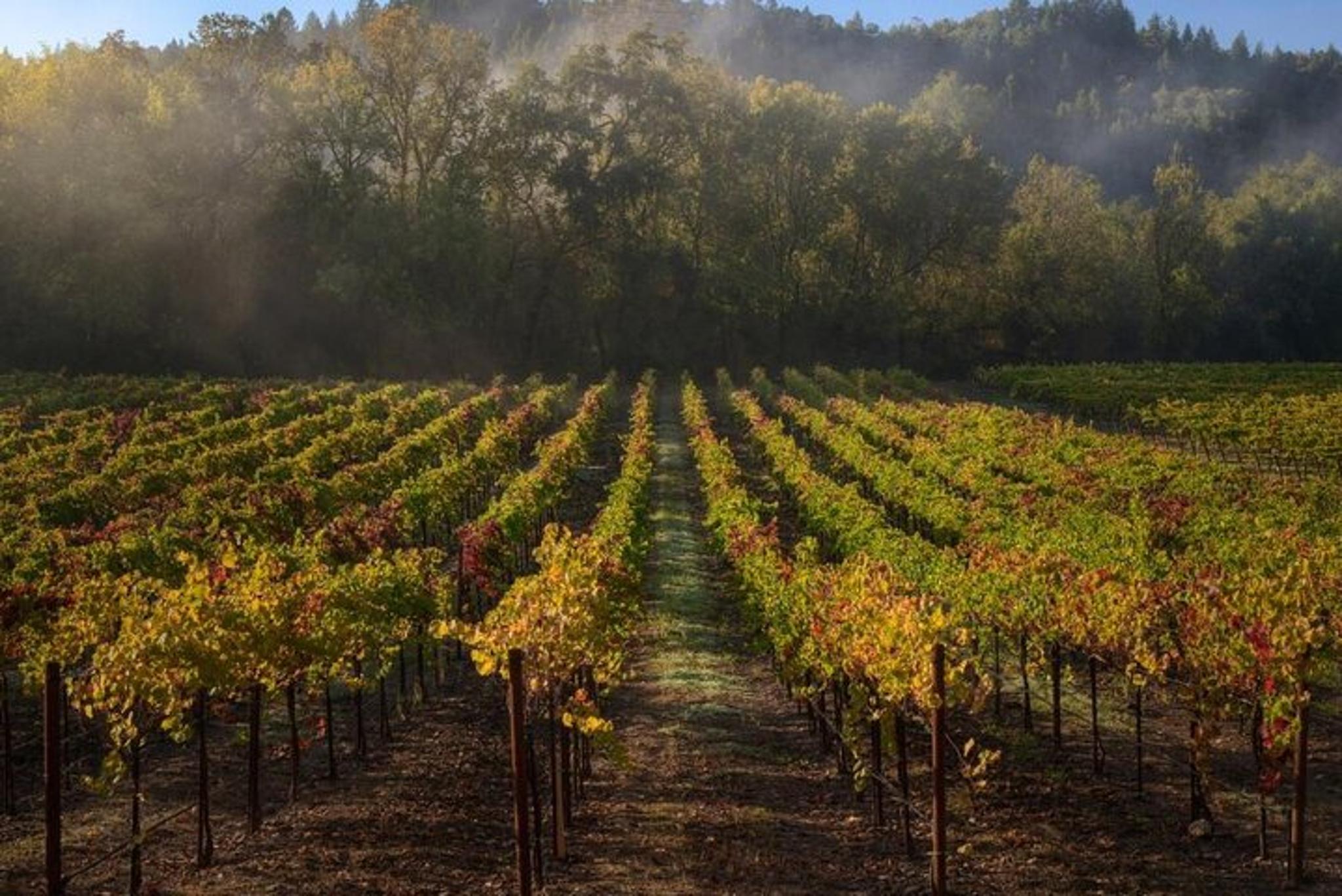 Sonoma Self-Guided Tasting Tour - Image 2