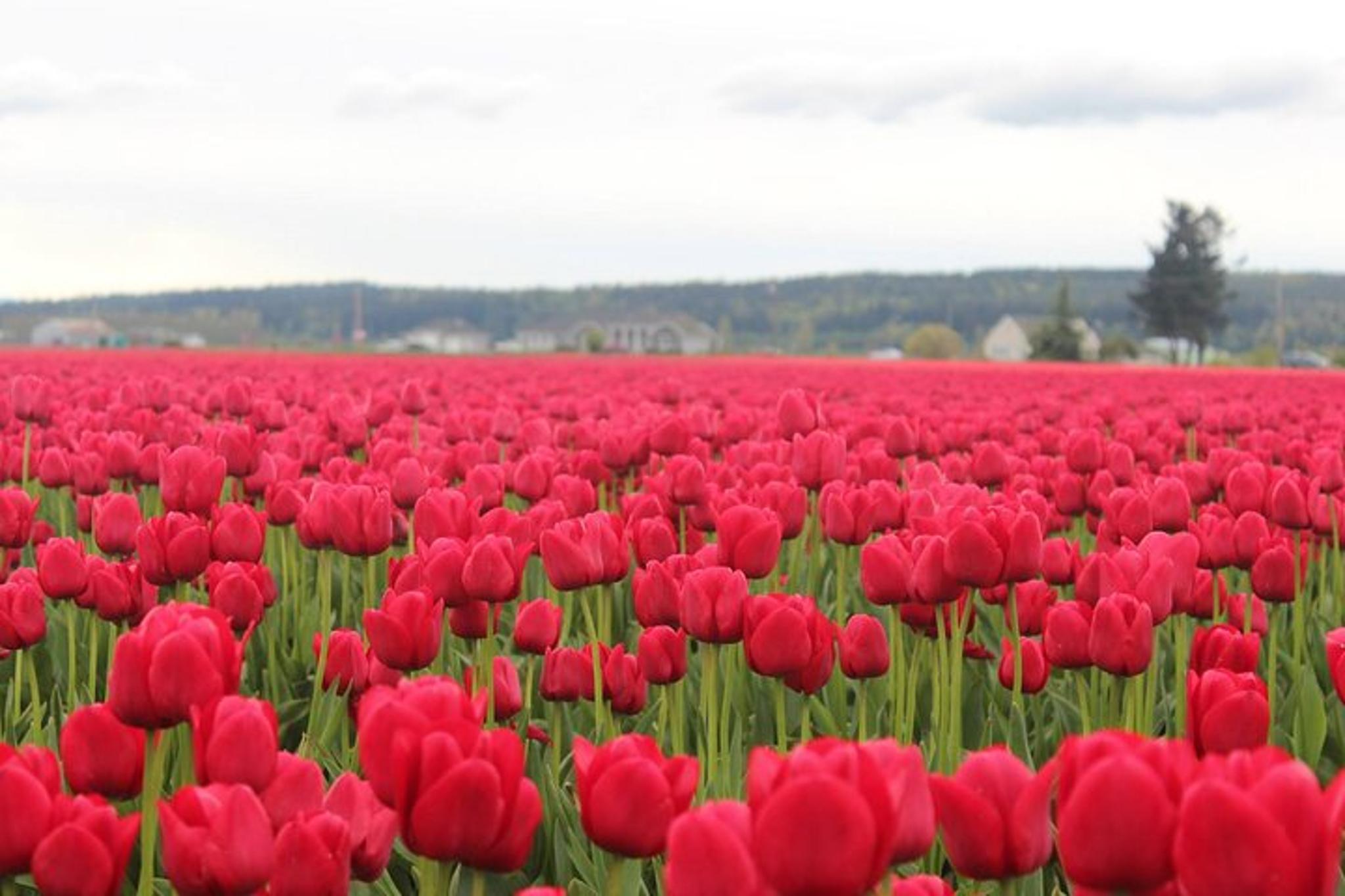 Skagit Valley Tulip Festival Tour in SUV - Image 2