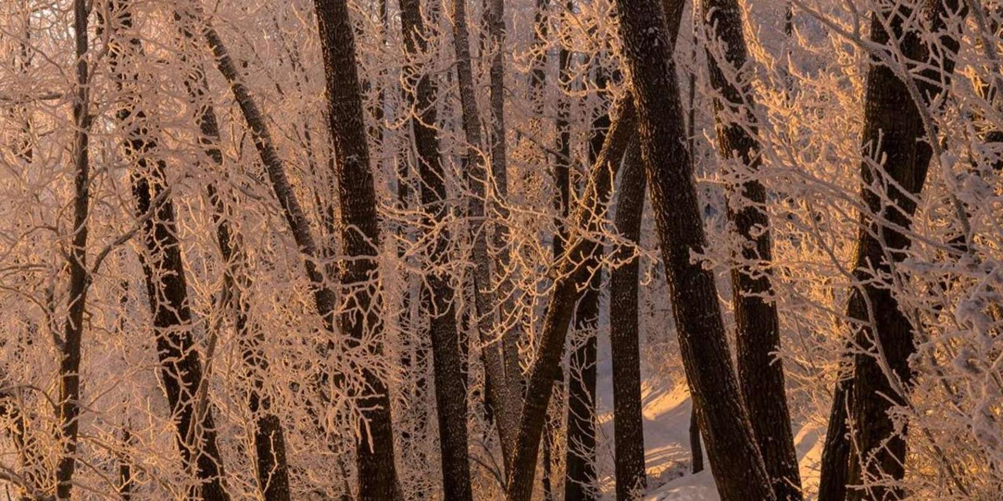 Anchorage Winter Wonderland Photo Tour 4 hr - Image 6