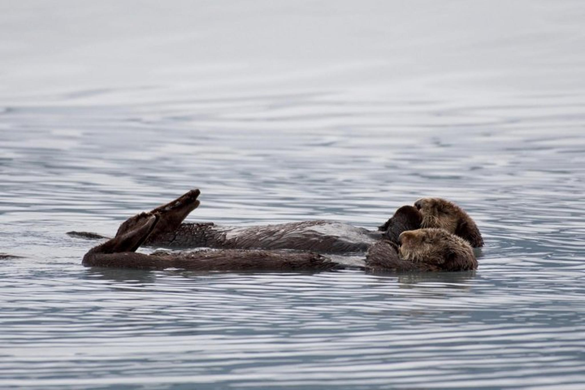 Seward Orca Quest Cruise - Image 4