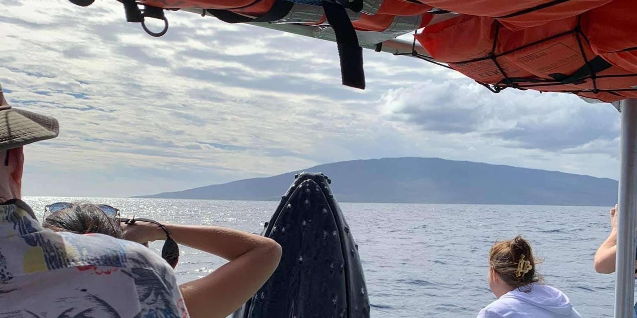 Ka'anapali Whale Watching Boat Tour