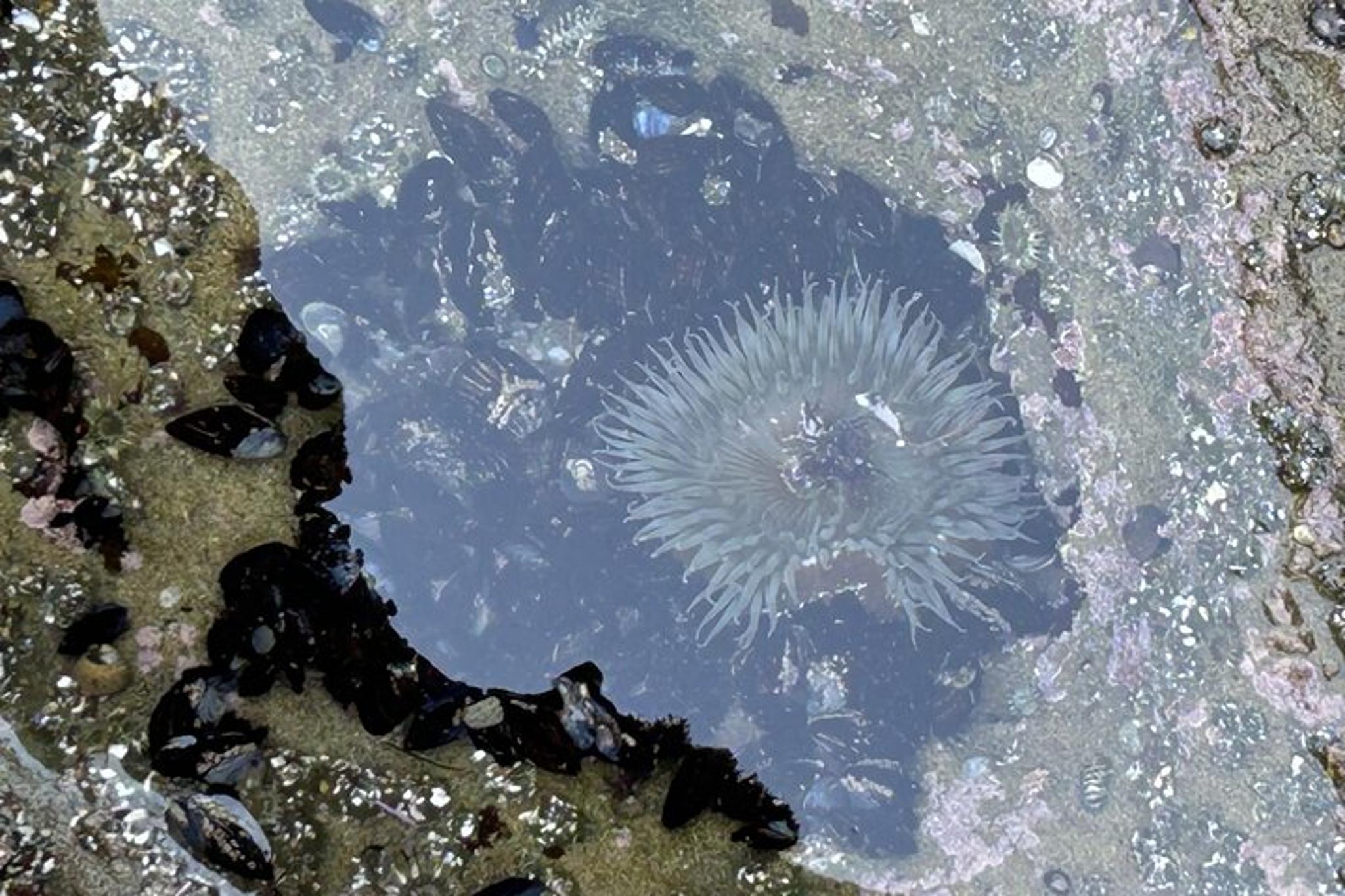 San Diego Tide Pool Tour - Image 6