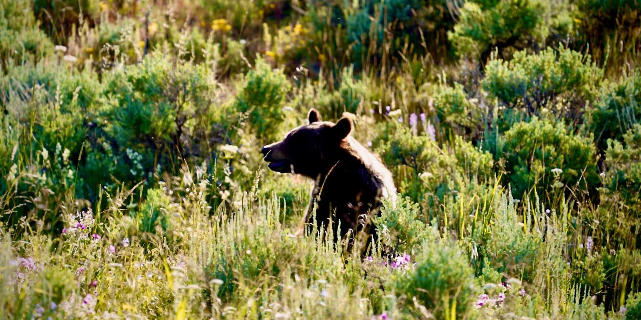 Bozeman Yellowstone and Grand Teton National Park Tour - Image 2