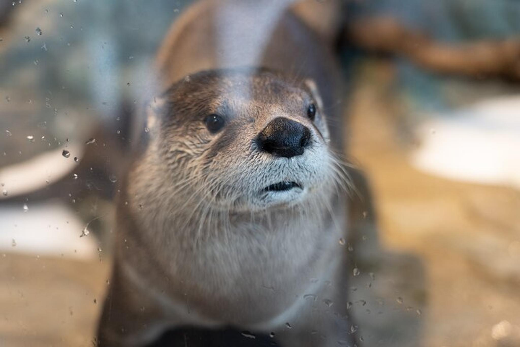 San Francisco Aquarium of the Bay Experience - Image 4