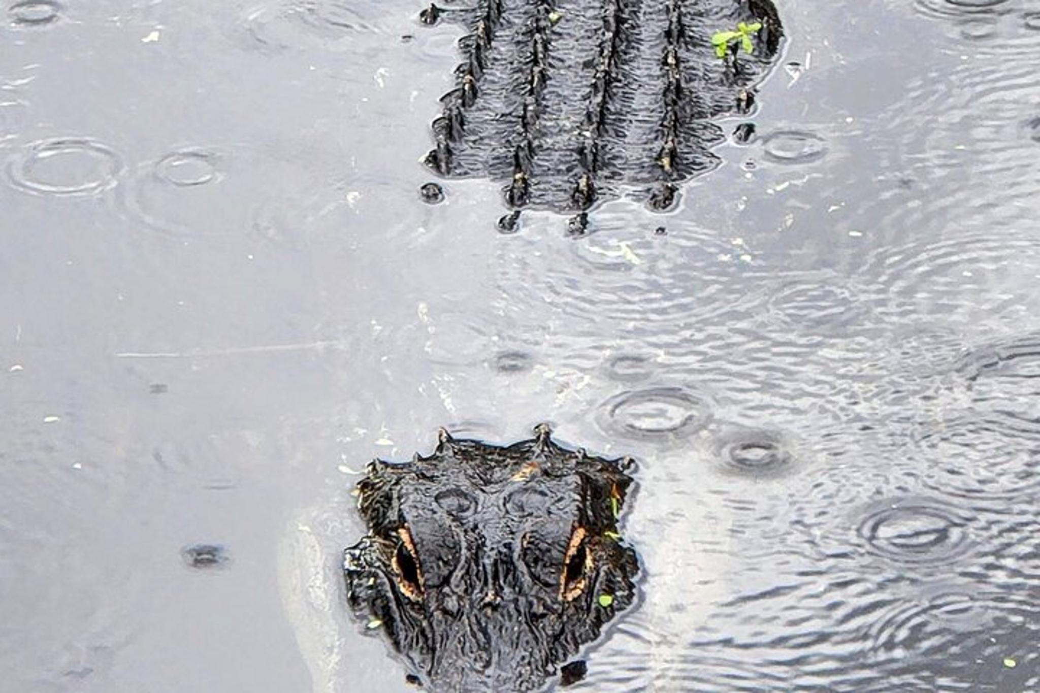 Everglades National Park Naturalist-Led Adventure - Image 3