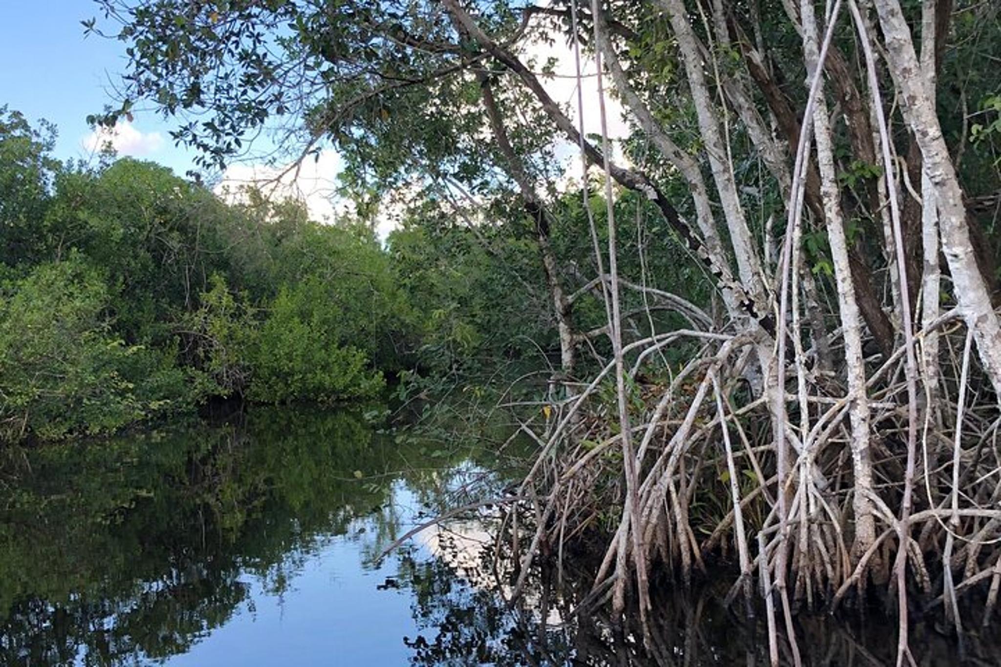 Everglades Mangrove Wilderness Boat Tour - Image 5