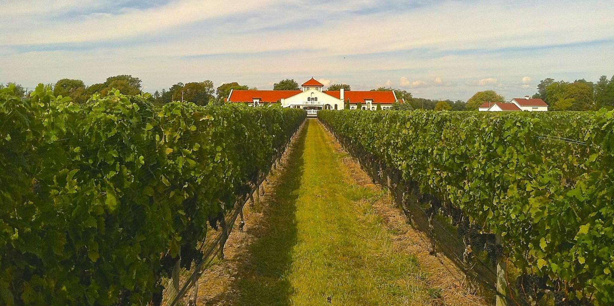 Long Island Wine Tasting Tour with Lunch from Manhattan - Image 4