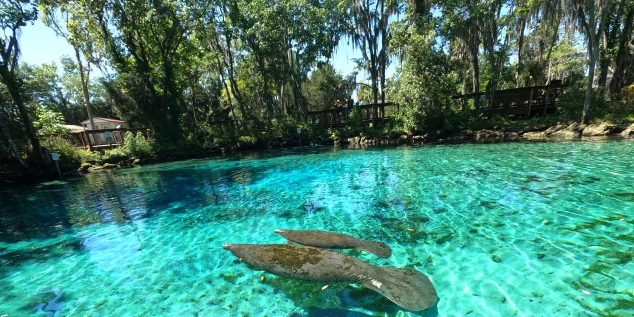 Crystal River Paddle Board Rental - Image 3