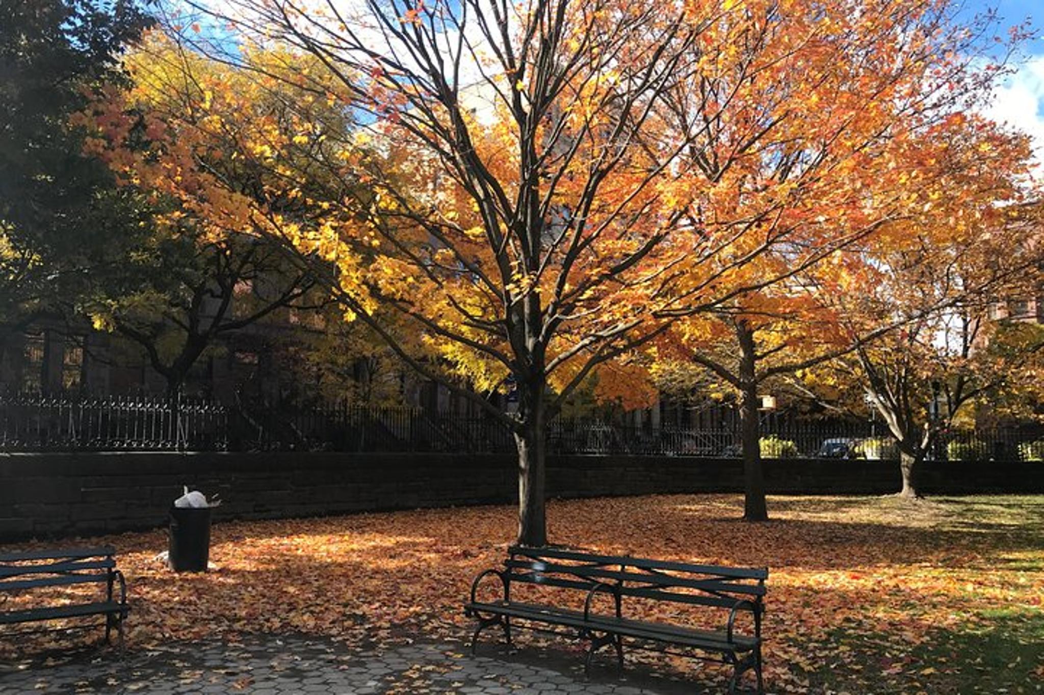 New York City Walking Tour: Mount Morris Park Historic District with Lunch - Image 3