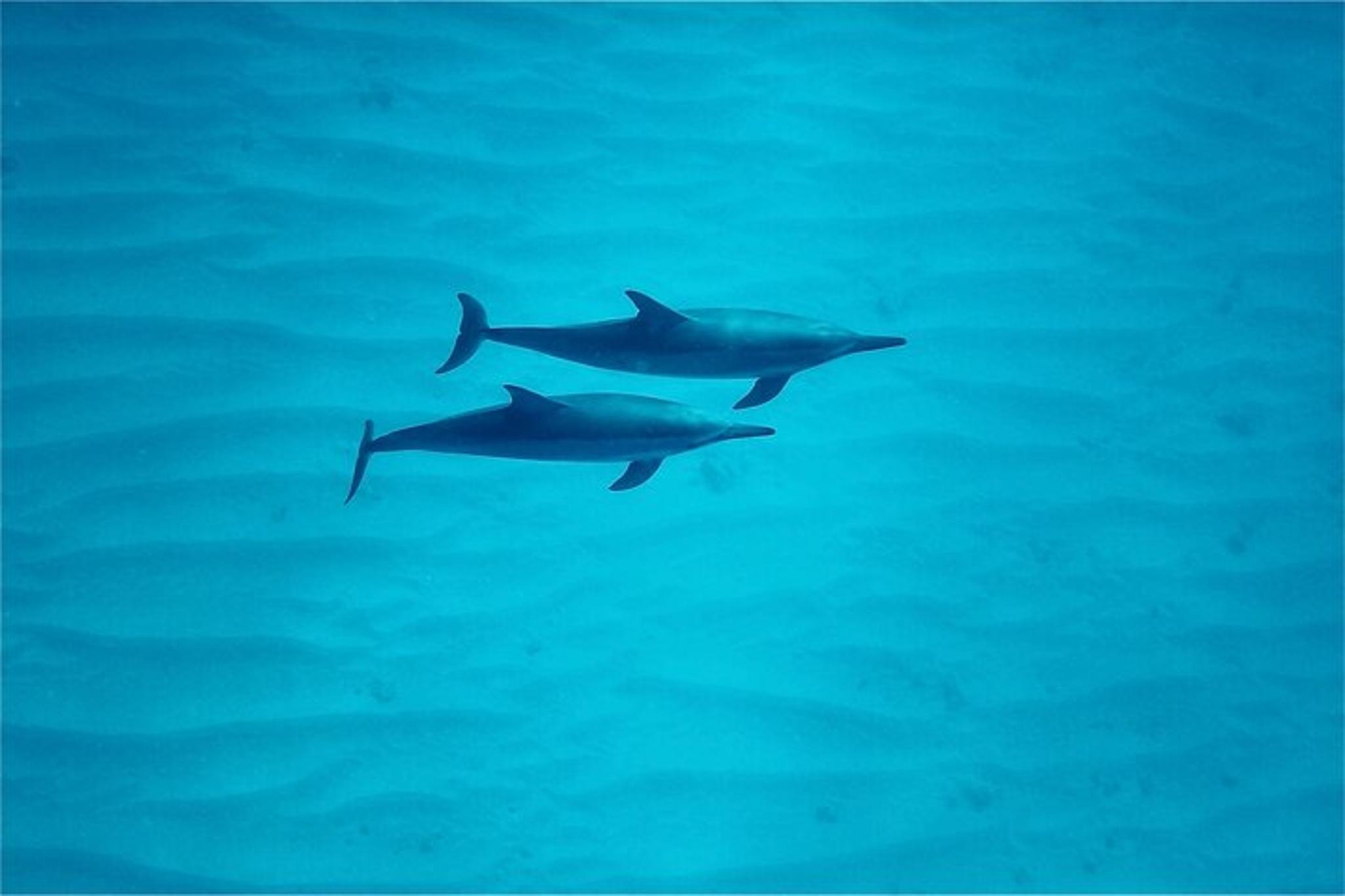 Oahu Swim with Dolphins Tour 4 hr - Image 5