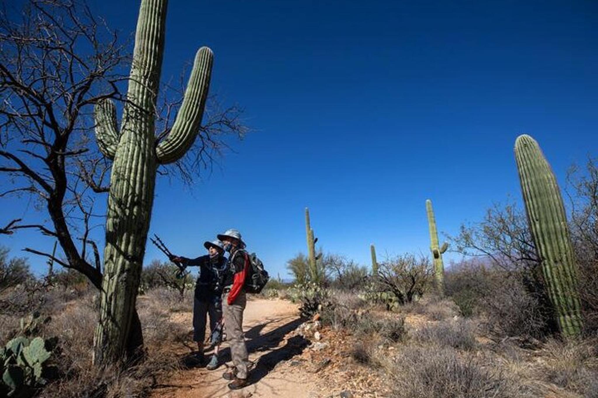 Tucson Day Tour from Phoenix - Image 4