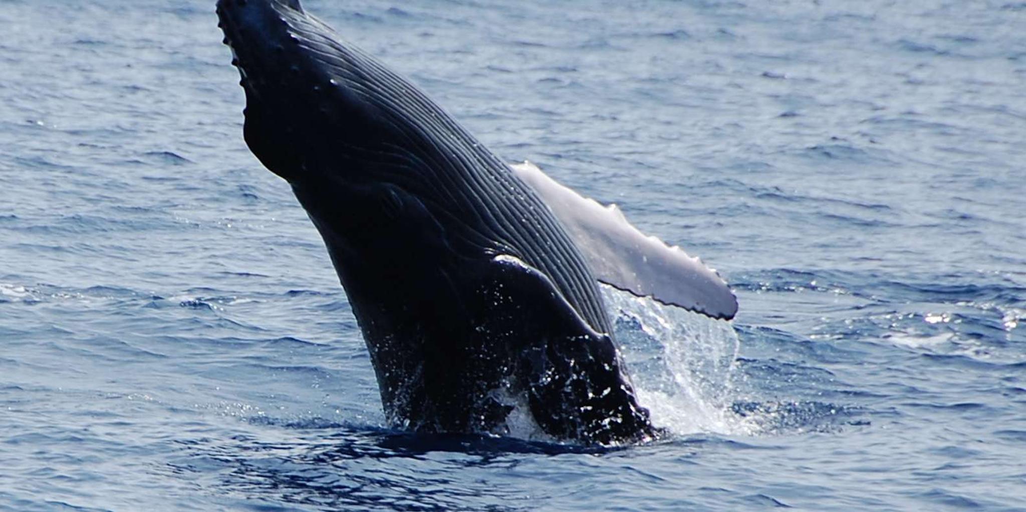 Kailua-Kona Whale Watching Cruise - Image 5