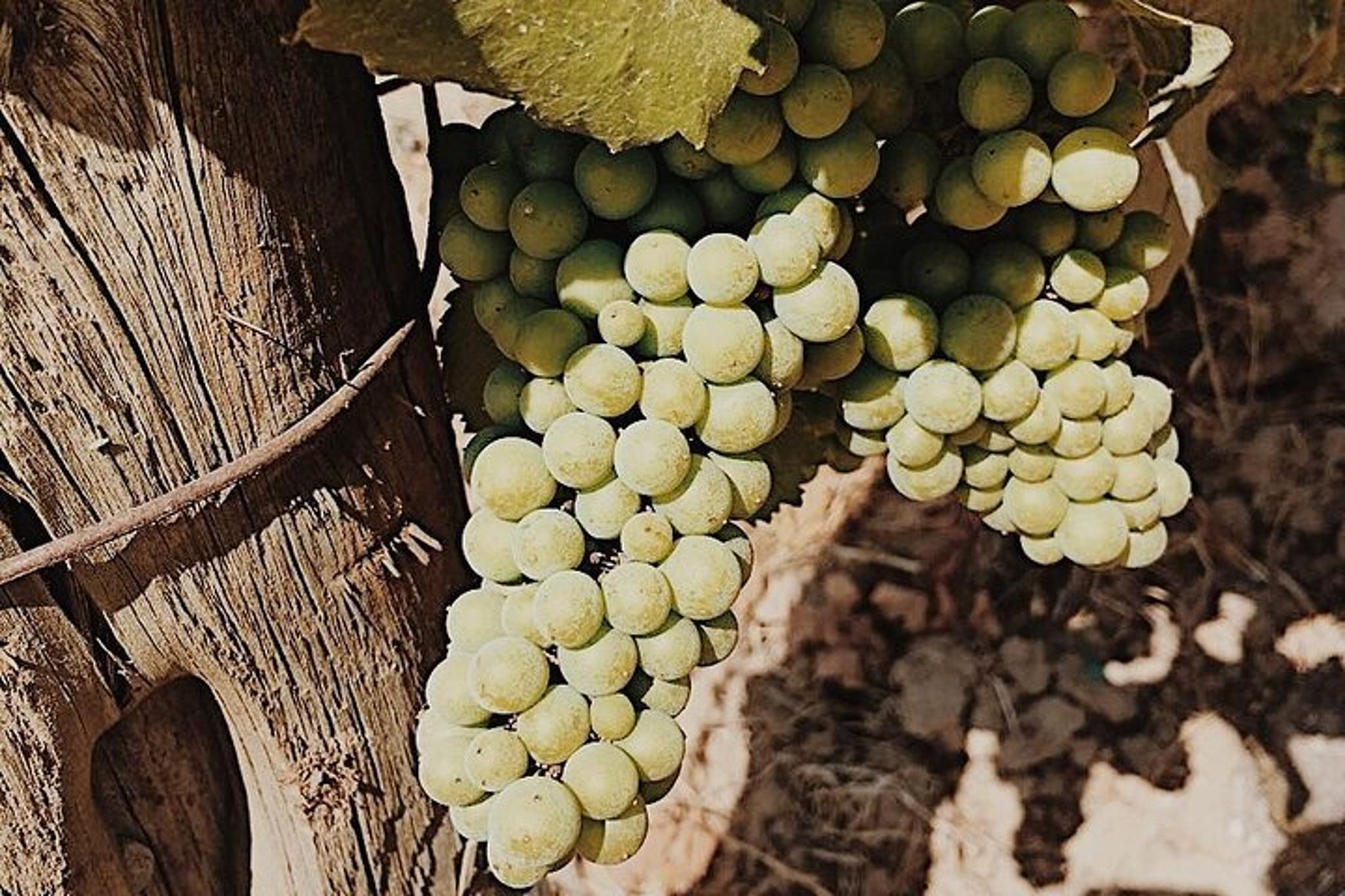 Oregon Wine Tour for 1-5 People - Image 5