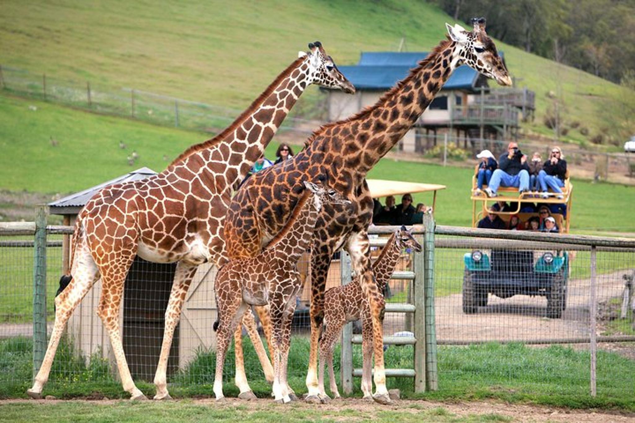 Sonoma Safari Adventure Tour