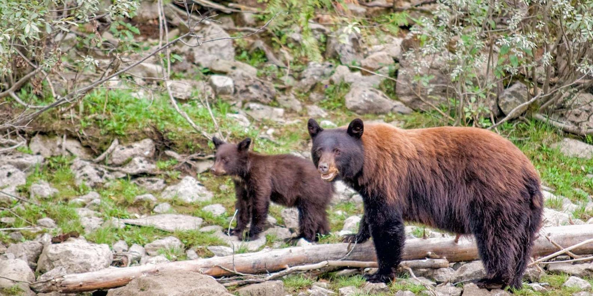 Seattle Canadian Rockies National Parks Tour 7 Days - Image 4