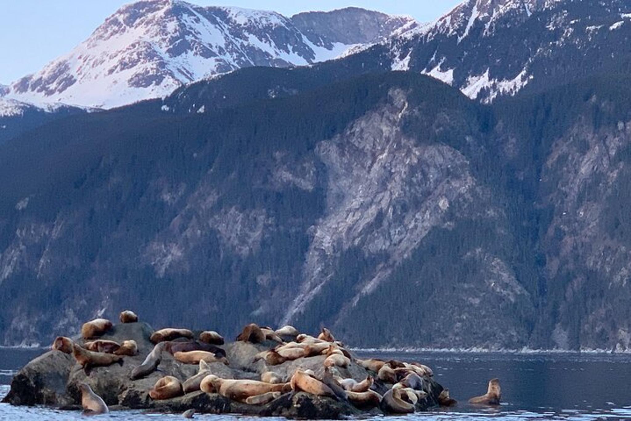 Skagway Scenic Wildlife Cruise - Image 6