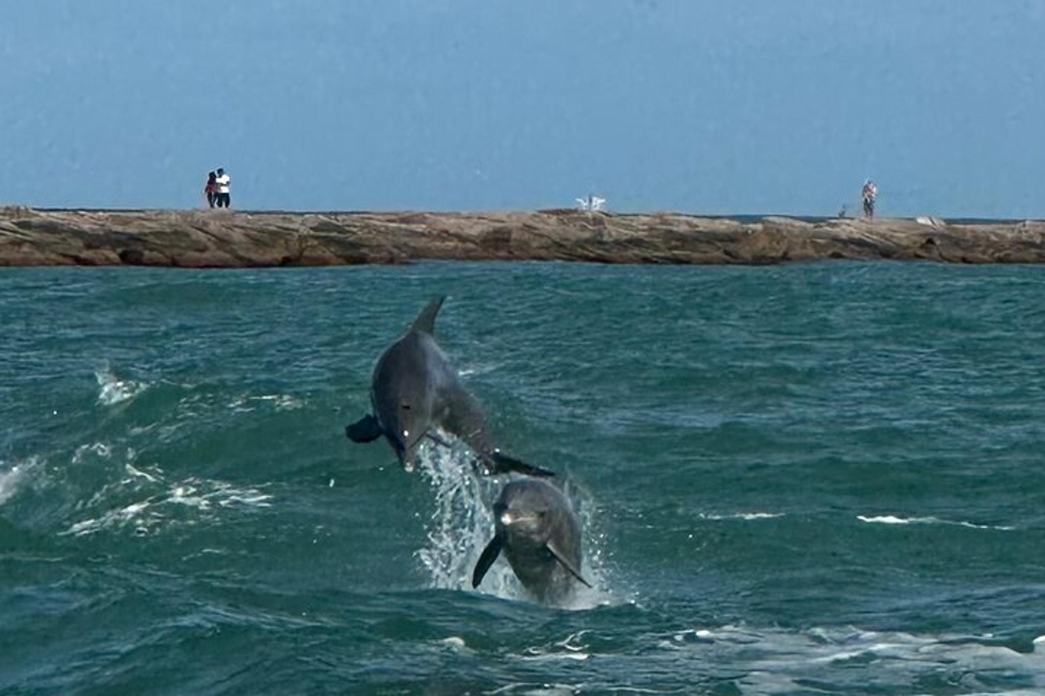 South Padre Island Dolphin Watch Tour at Sunset 90 min - Image 1