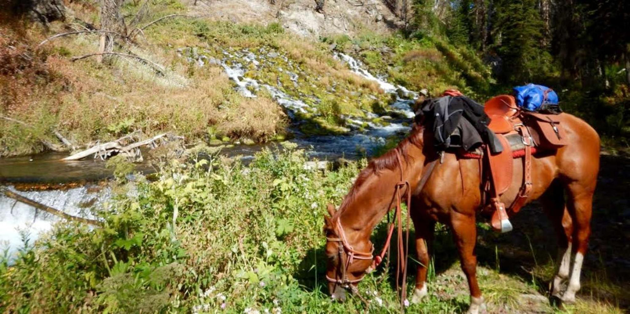 Jackson Hole Horseback Riding with Grand Teton Views