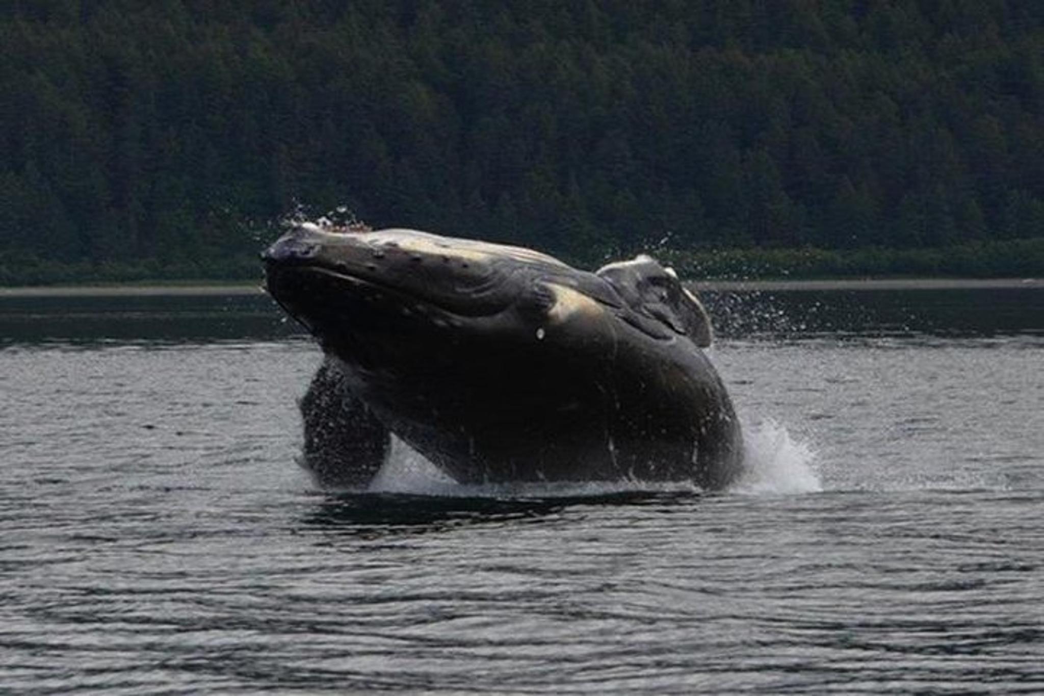 Icy Strait Whale Watching Adventure 3 hr