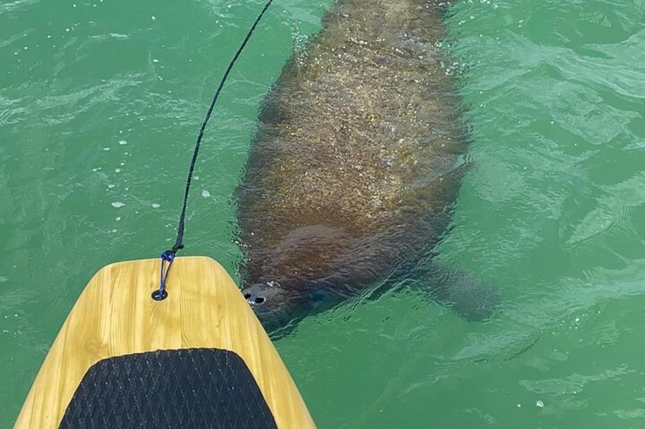 Bonita Springs Dolphin, Manatee, and Sea Turtle Adventure - Image 6