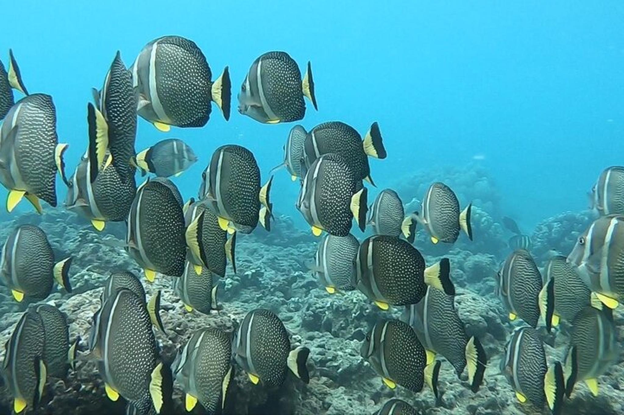 Honolulu Snorkeling Tour with Transportation - Image 4