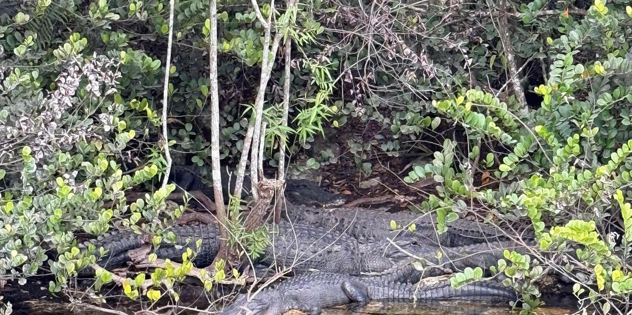 Miami Everglades Private Airboat Tour 4 hr - Image 5