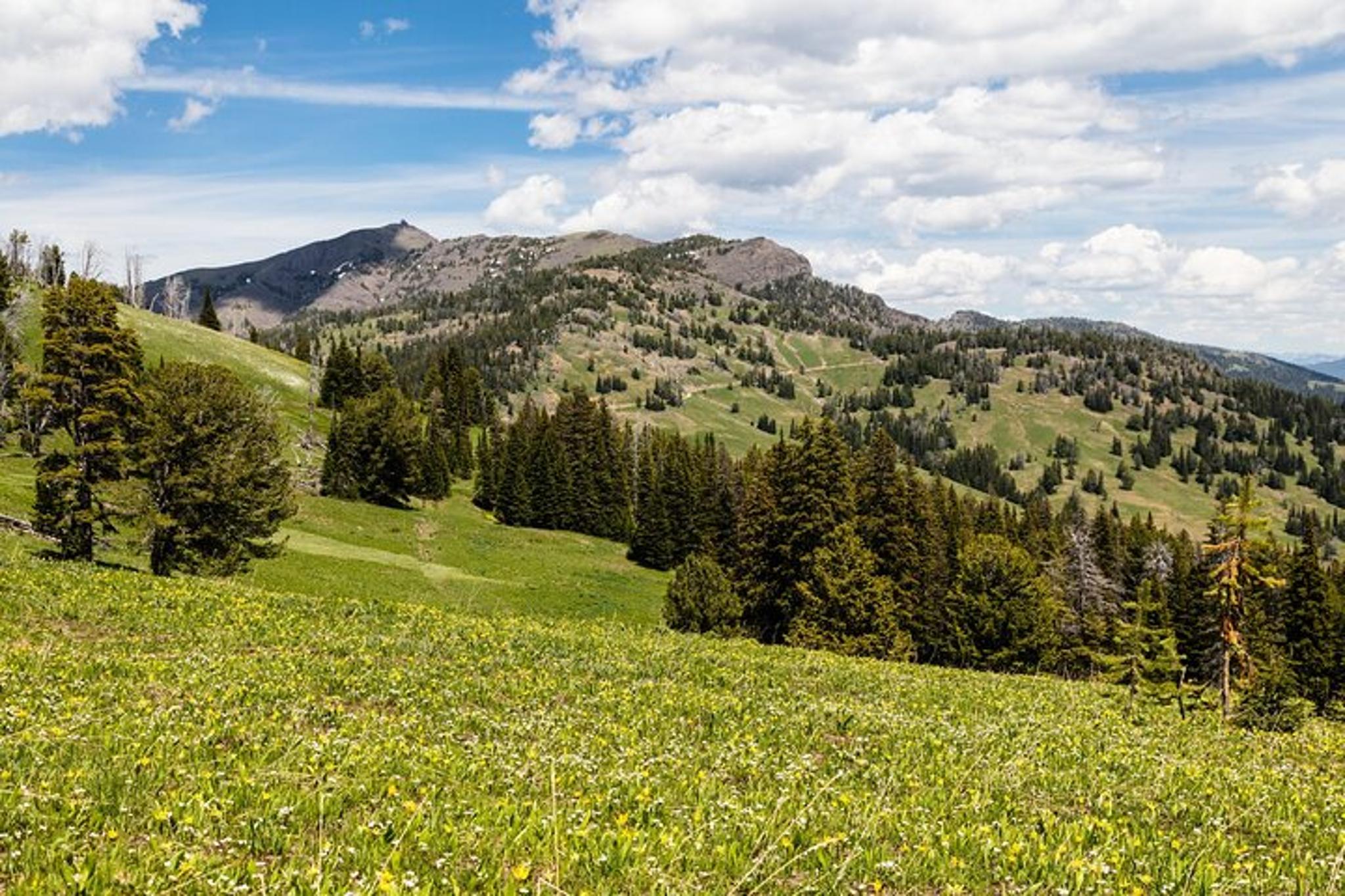Yellowstone Mount Washburn Naturalist Day Hike - Image 3