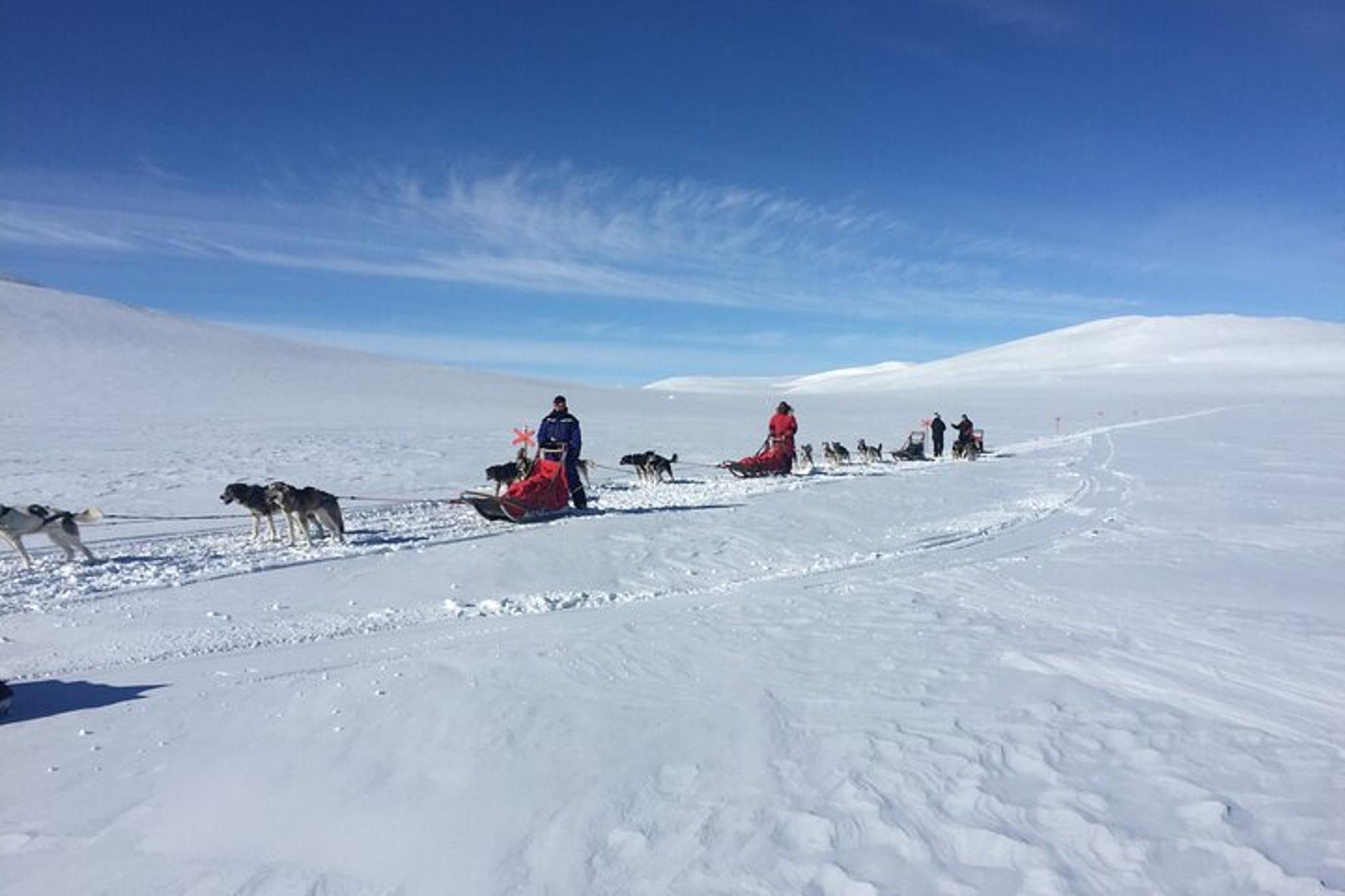 Fairbanks Dogsledding Adventure - Image 6