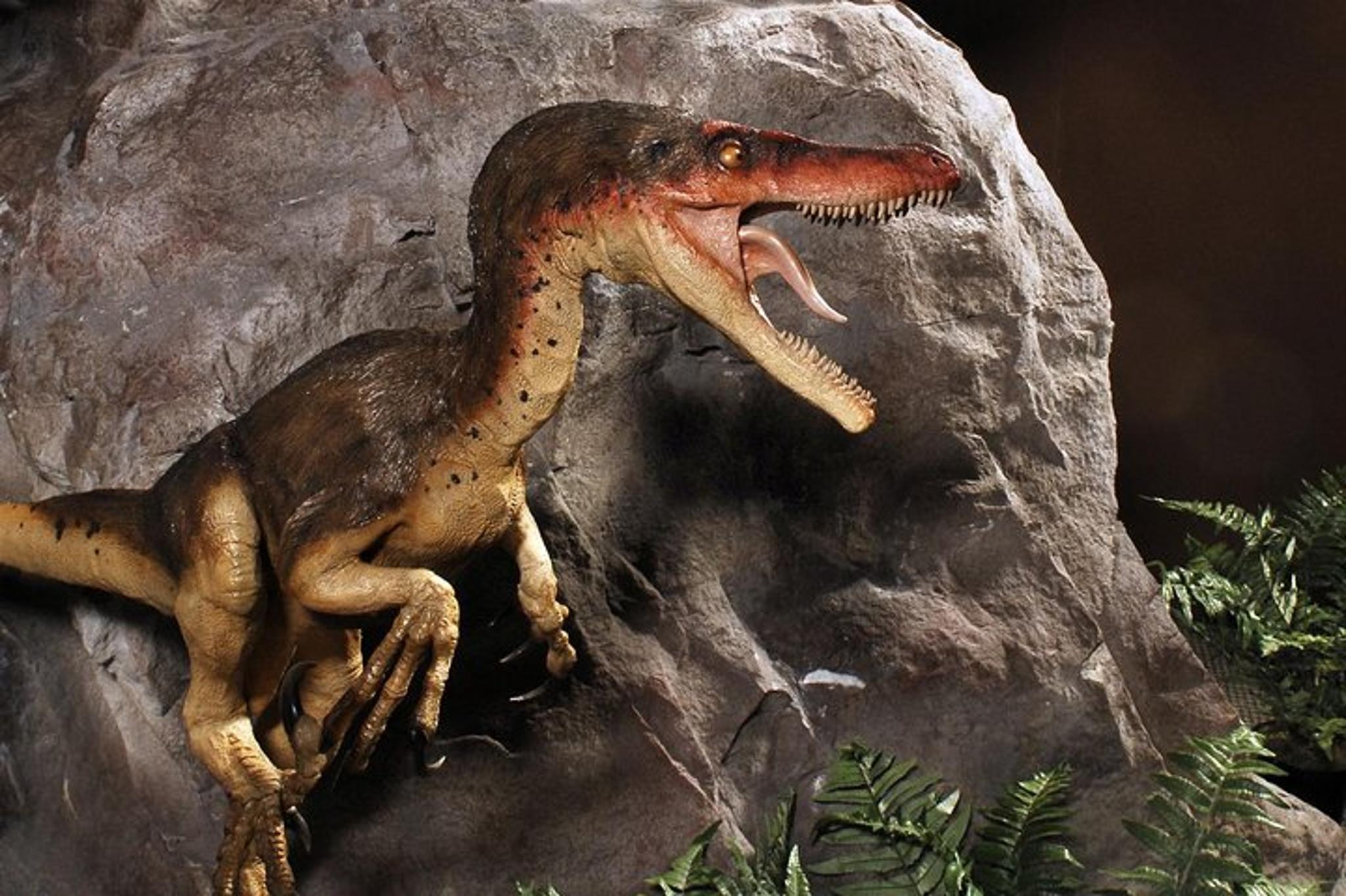 Branson Dinosaur Museum Admission - Image 3