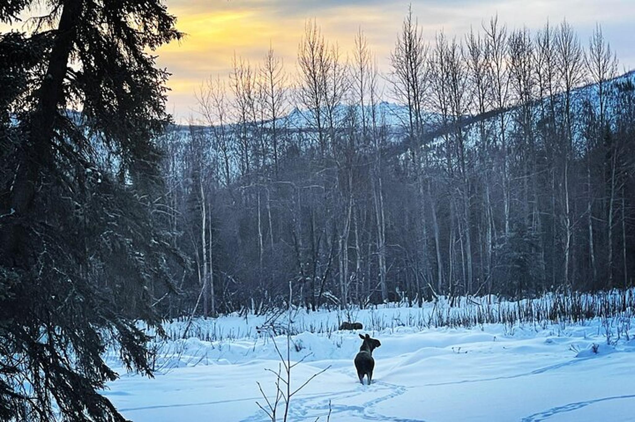 Fairbanks Northern Lights Tour at Chena Hot Springs - Image 5