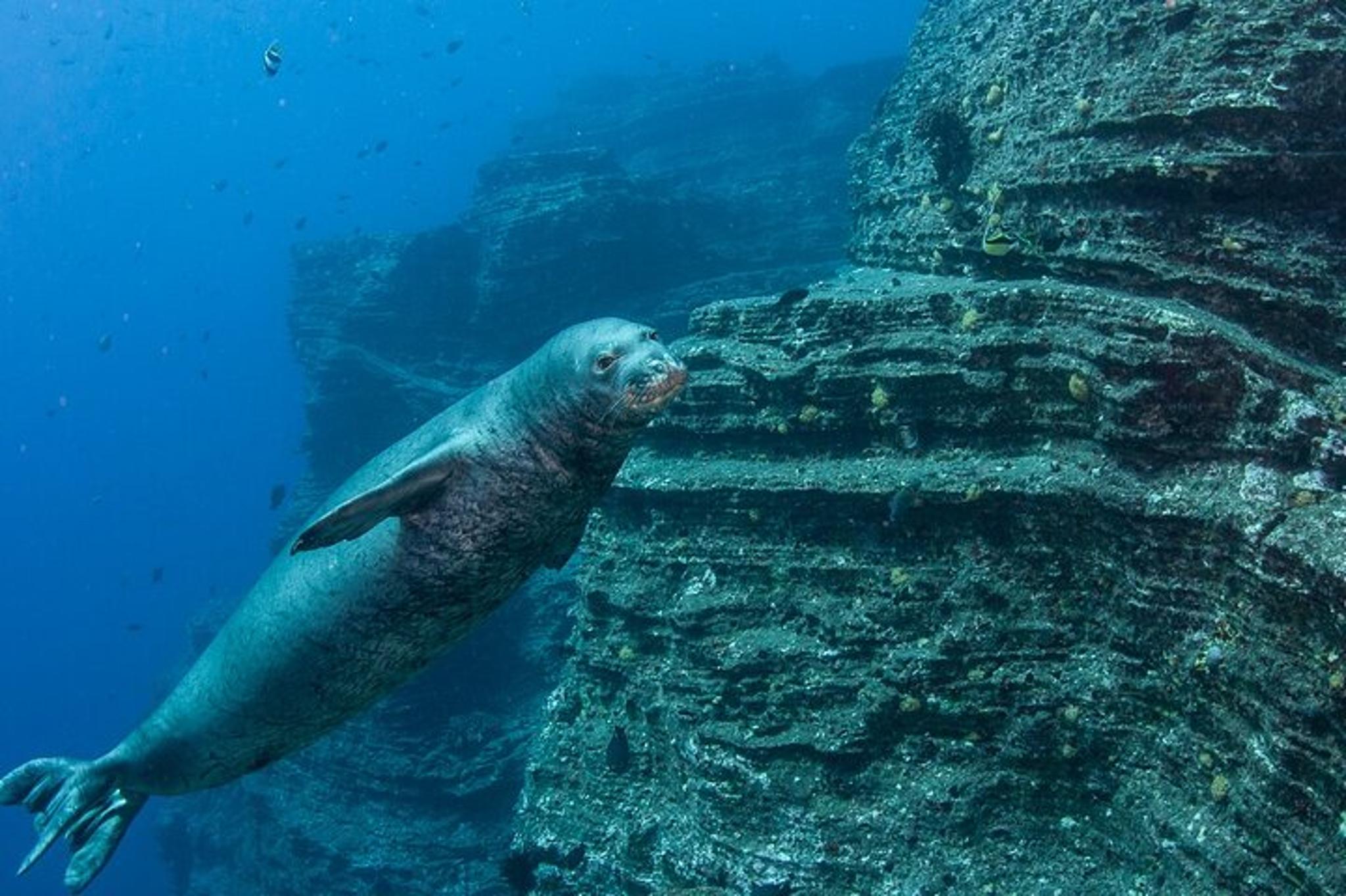 Niihau Scuba Charter with 2 or 3 Tank Dive
