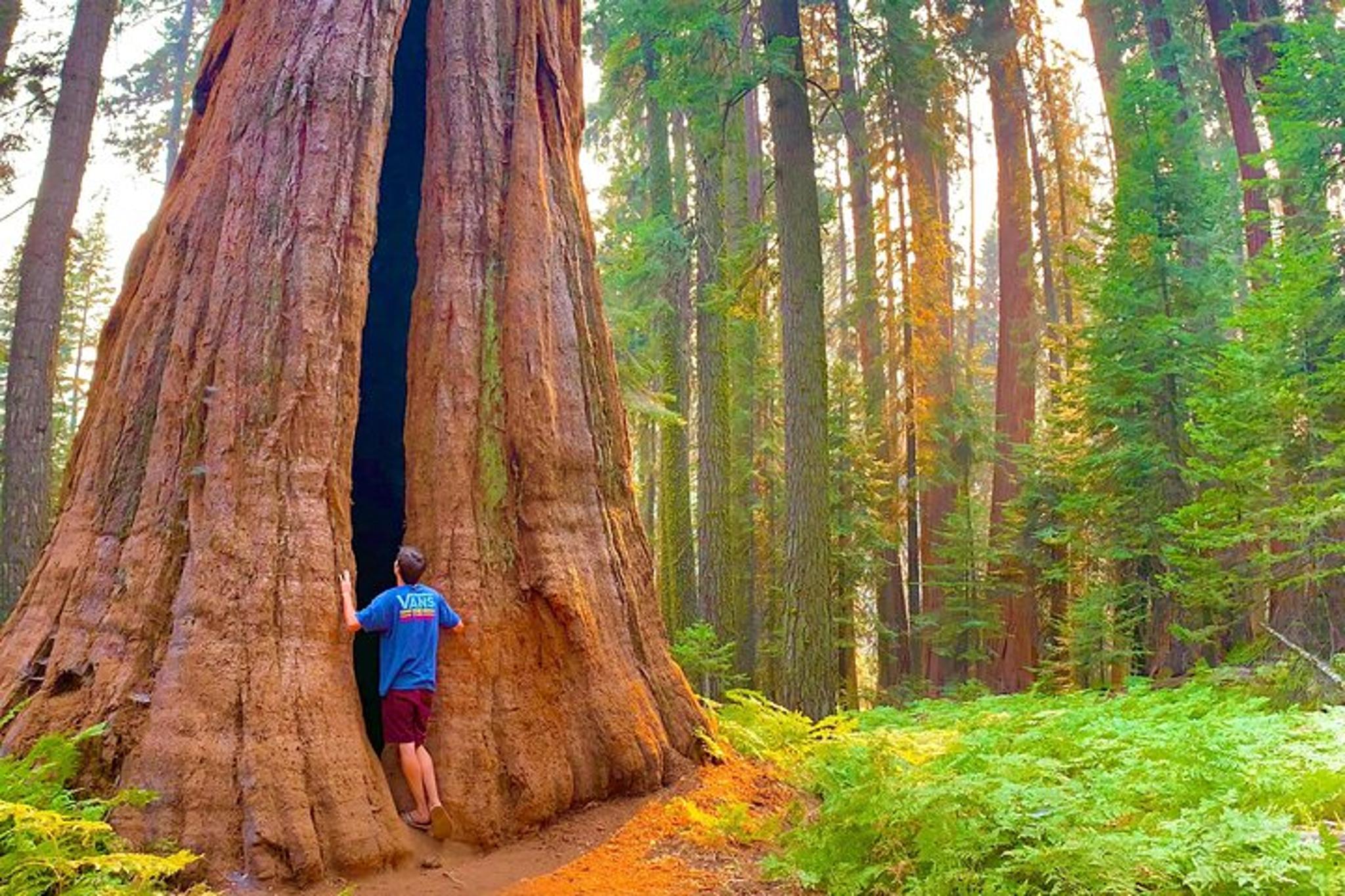 Three Rivers Sequoia National Park Small-Group Tour - Image 5
