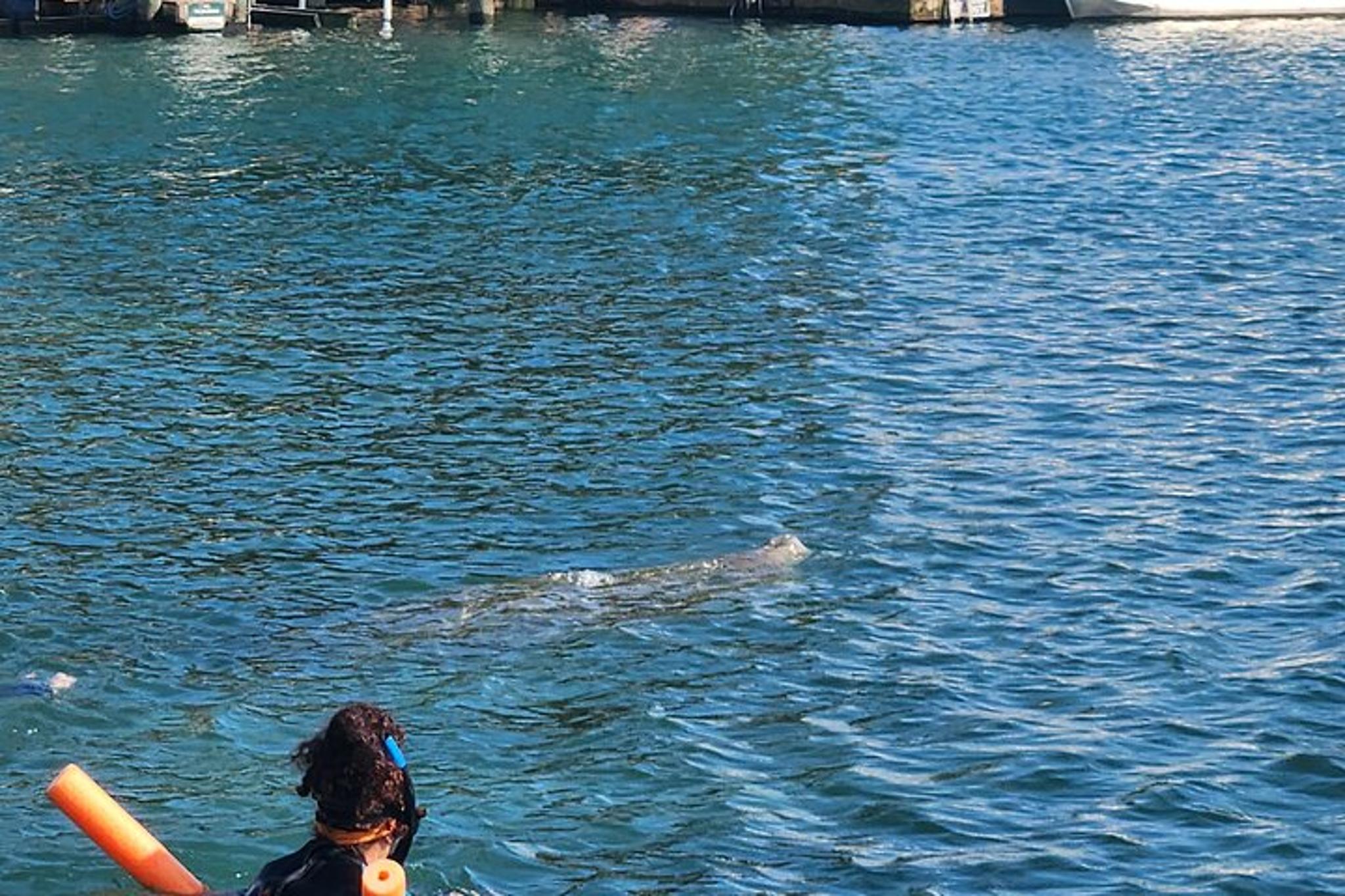 Crystal River Ecological Boat Tour - Image 6
