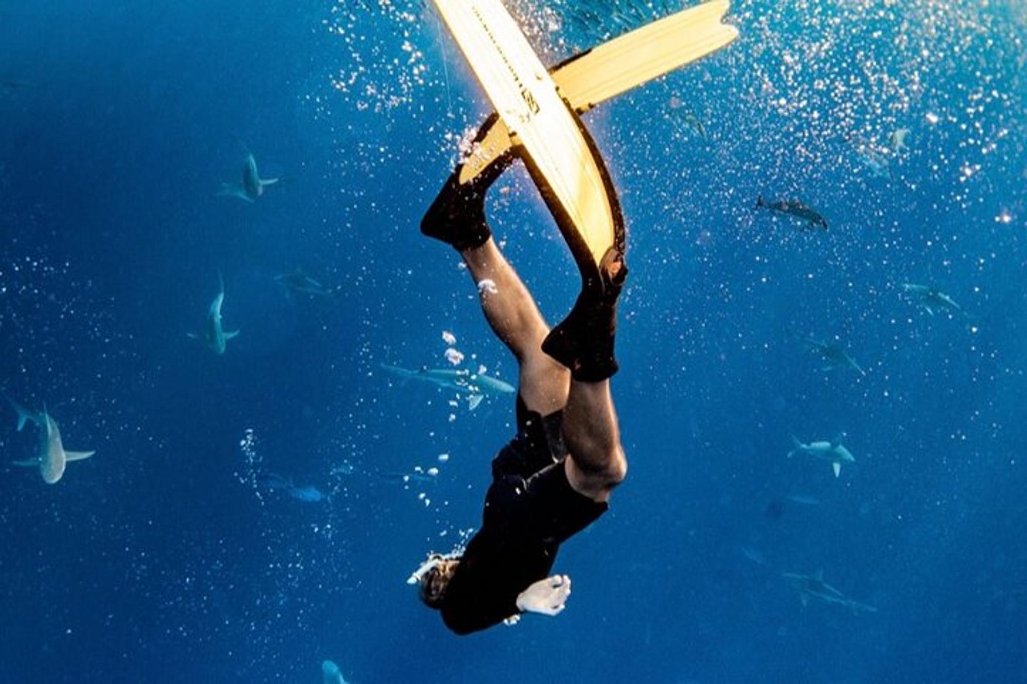 Oahu Shark Diving Experience - Image 3