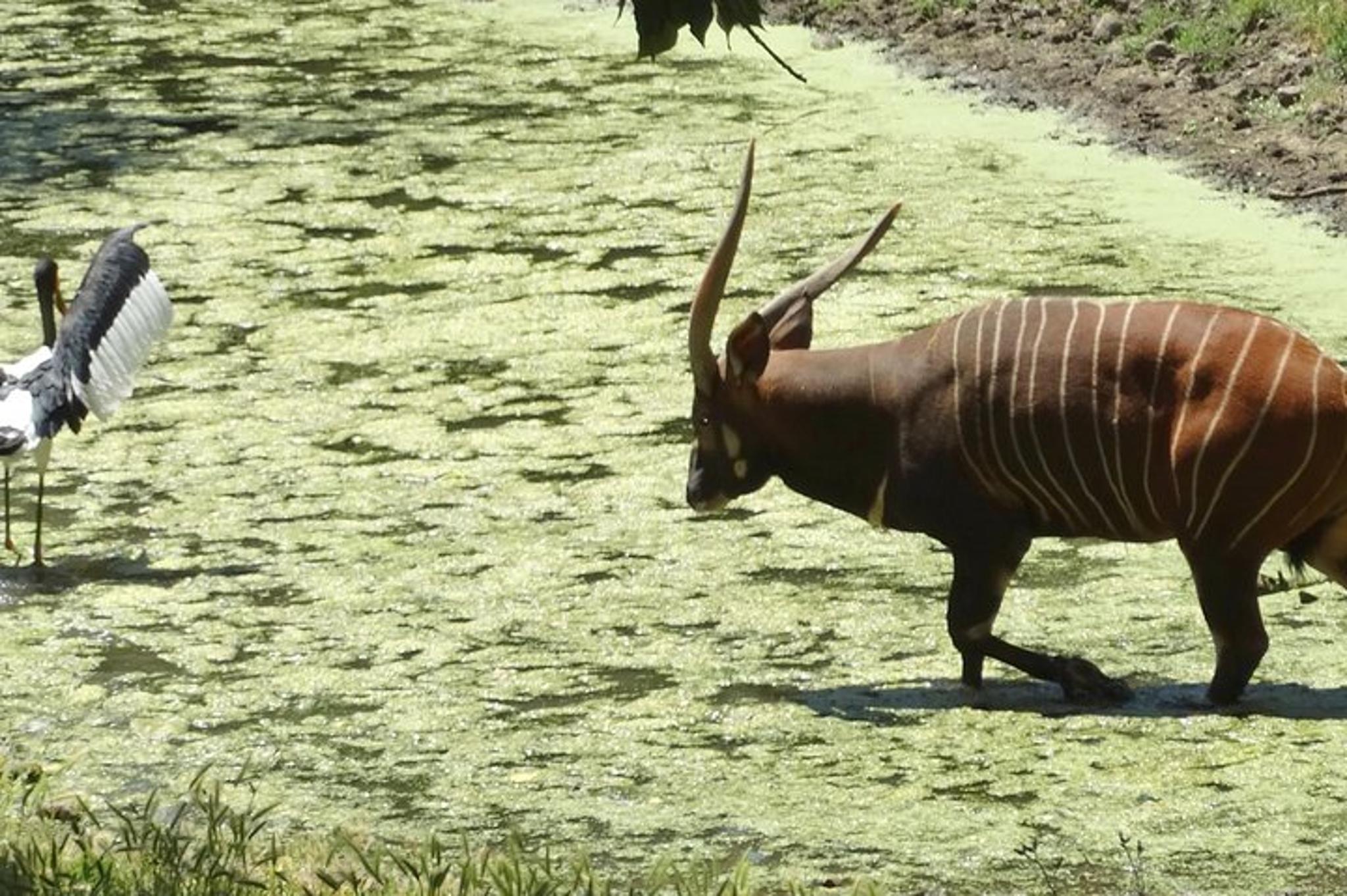 San Francisco Safari and Redwood Adventure - Image 5