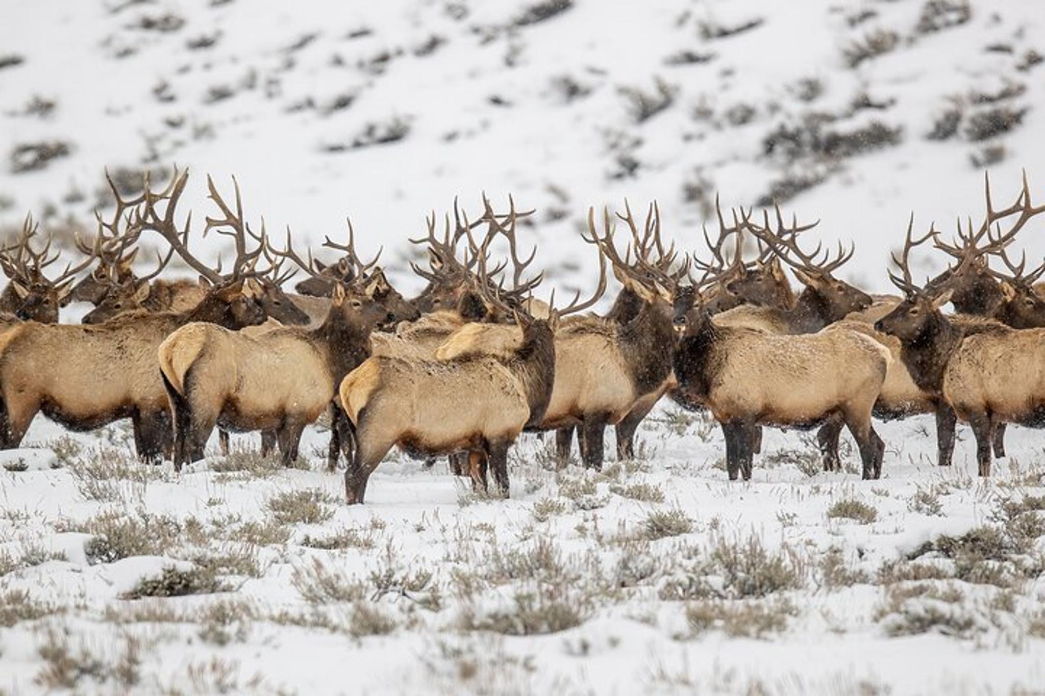 Grand Teton Winter Wildlife Tour - Image 2