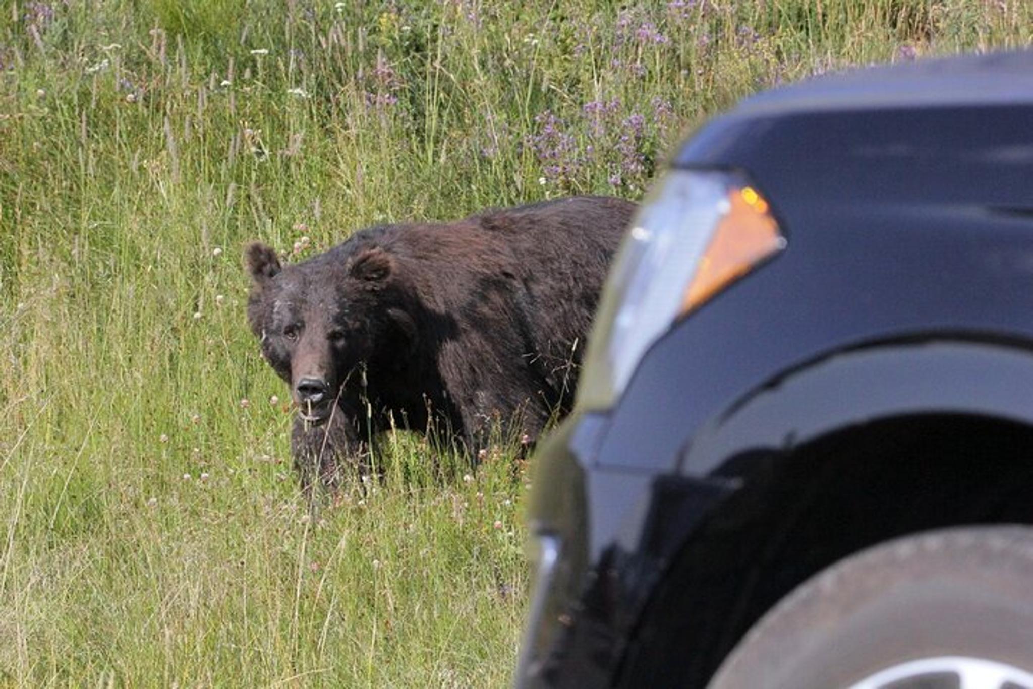 Yellowstone & Grand Teton Wildlife Tour 3-Day - Image 2