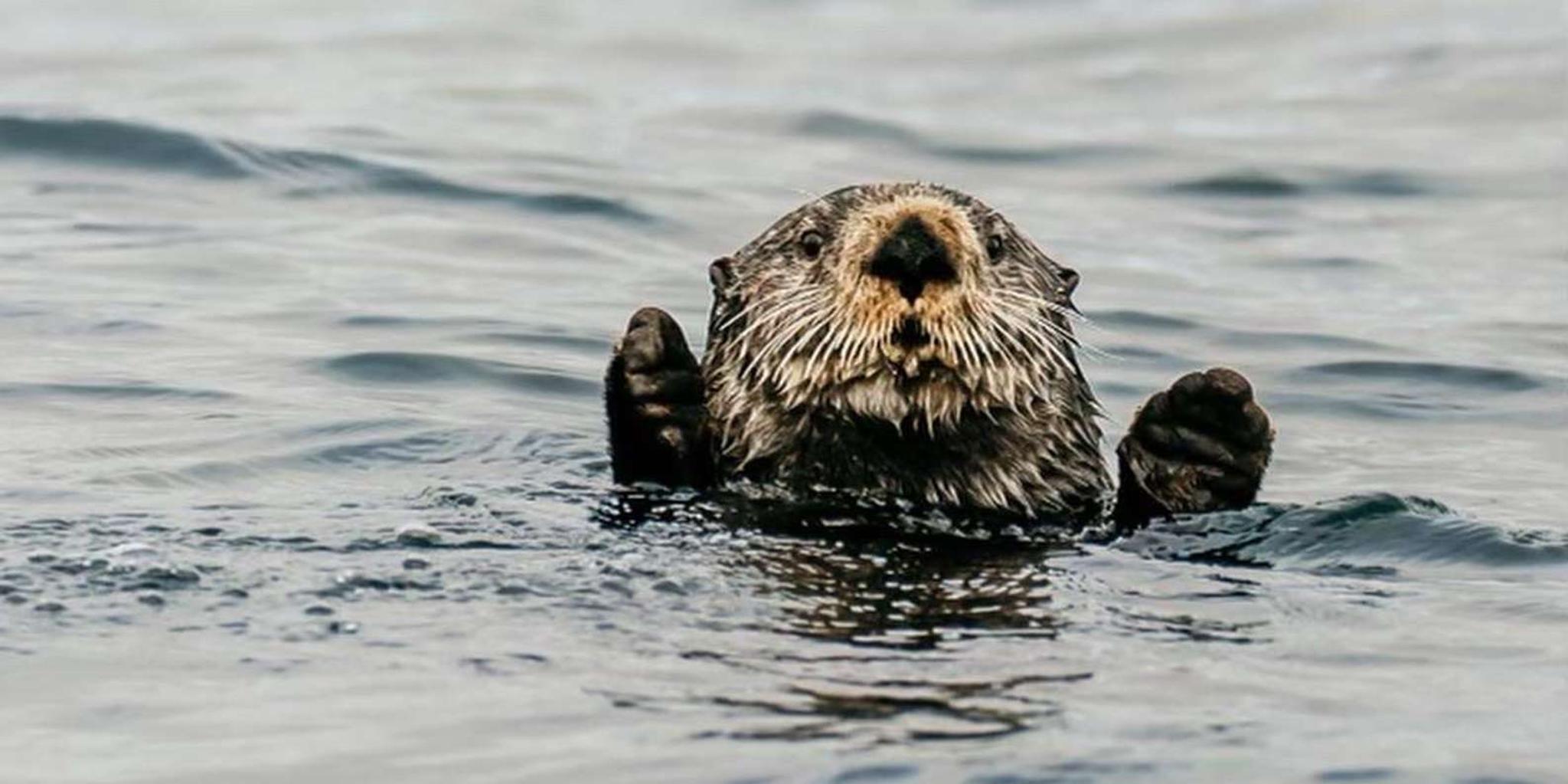 Sitka Marine Wildlife Tour - Image 3