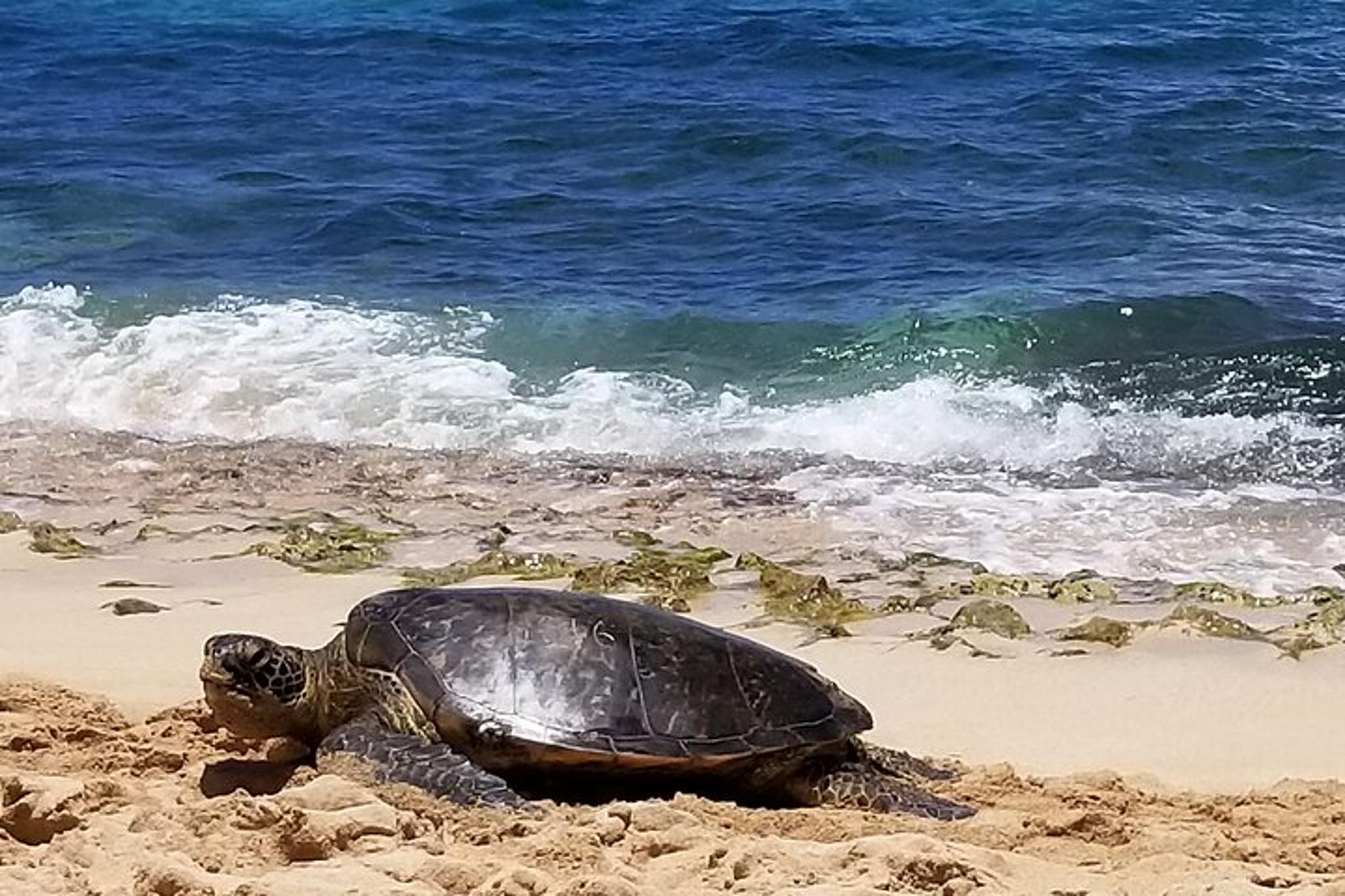Honolulu Circle Island Tour - Image 1