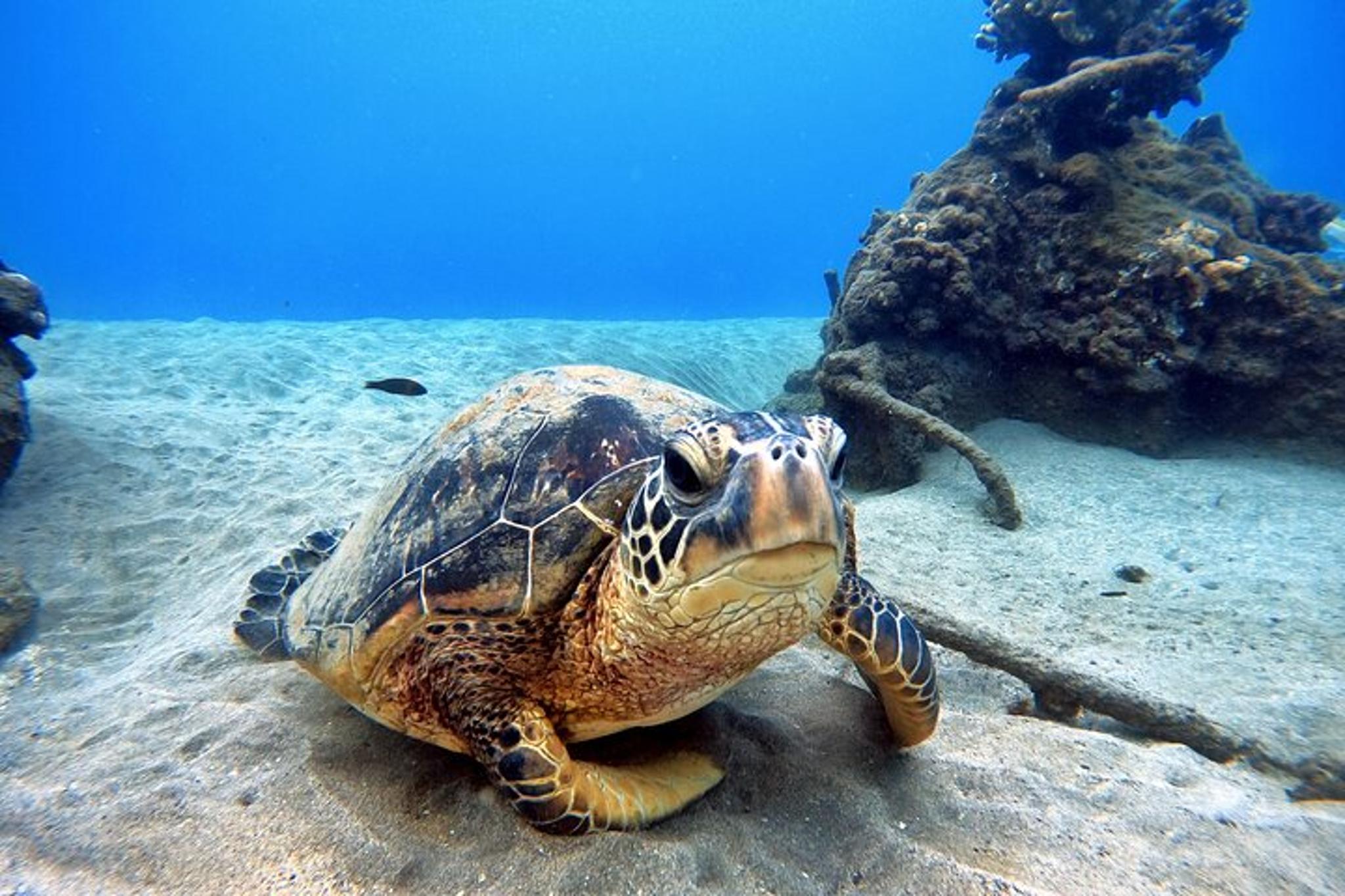 Maui Scuba Diving Experience - Image 4