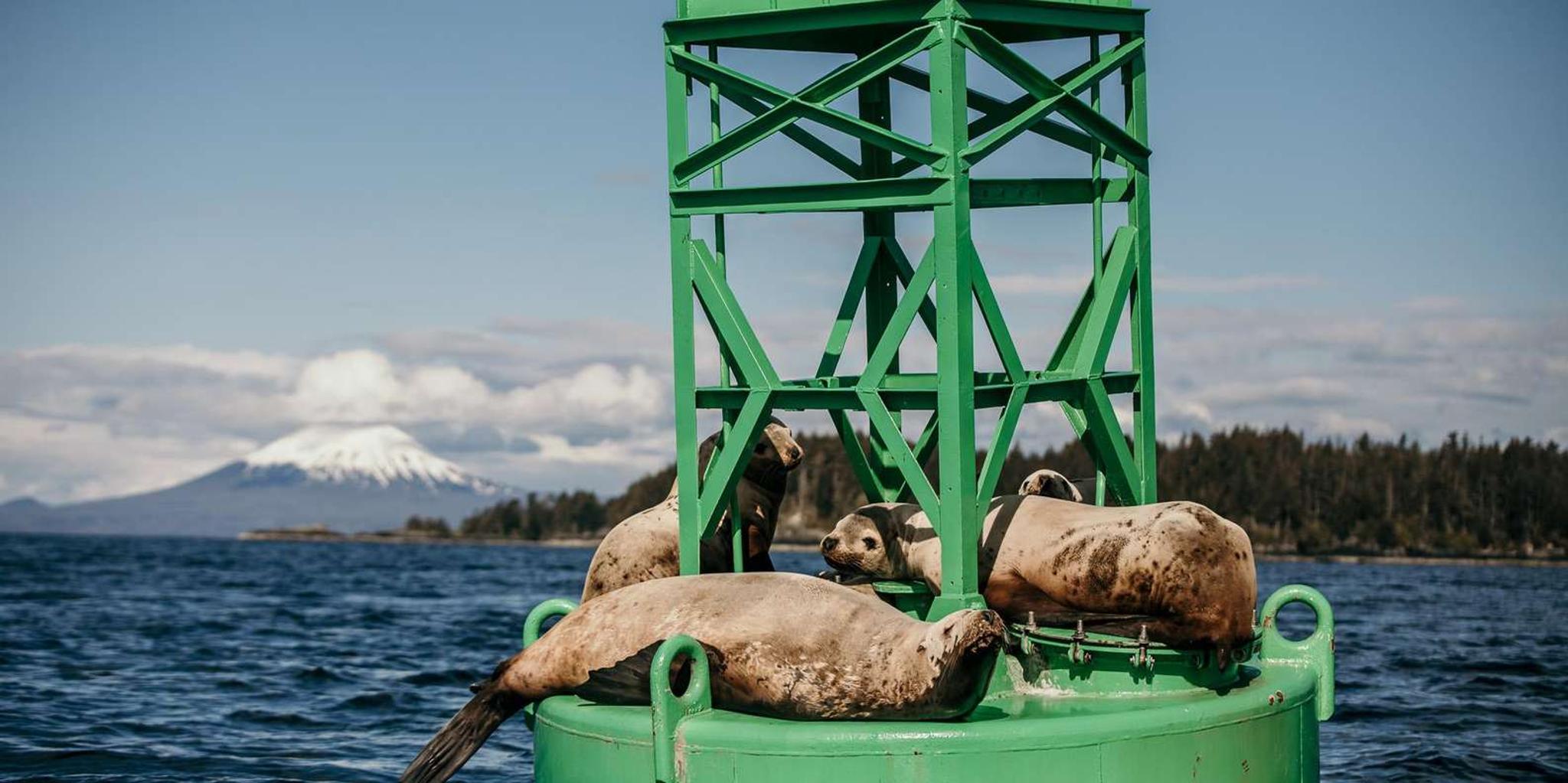 Sitka Marine Wildlife Tour - Image 4