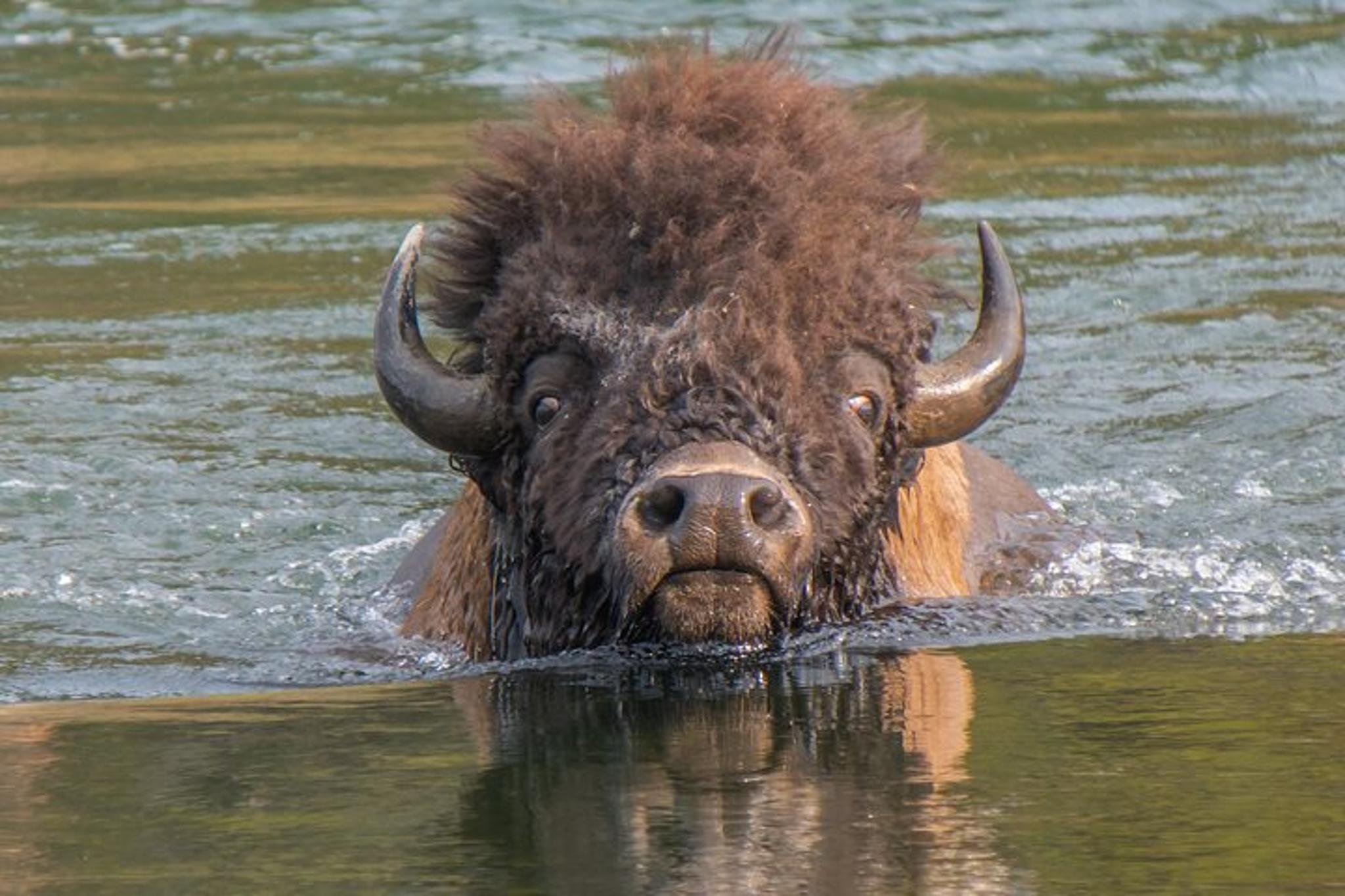 Yellowstone Highlights Tour - Image 5