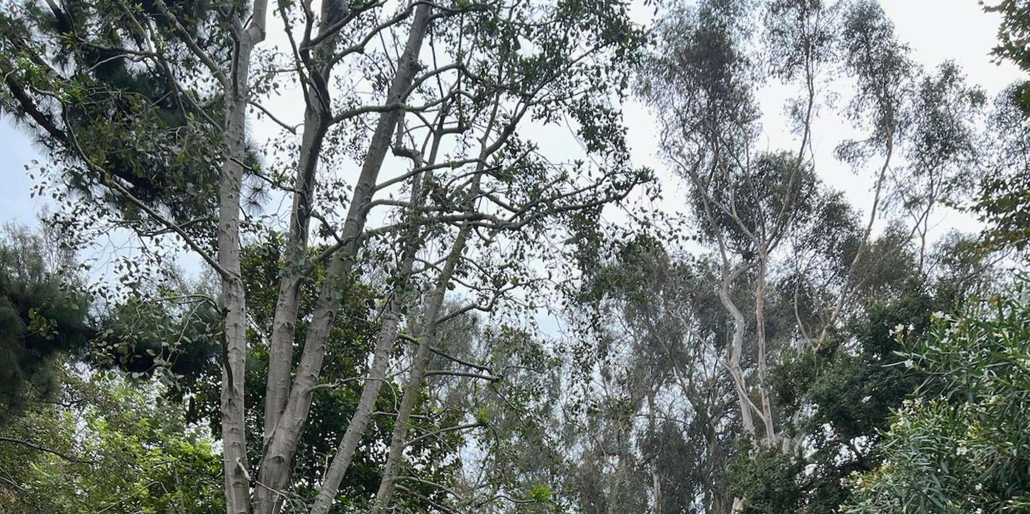 Santa Monica Hidden Stairways & Canyon Paths Tour - Image 4