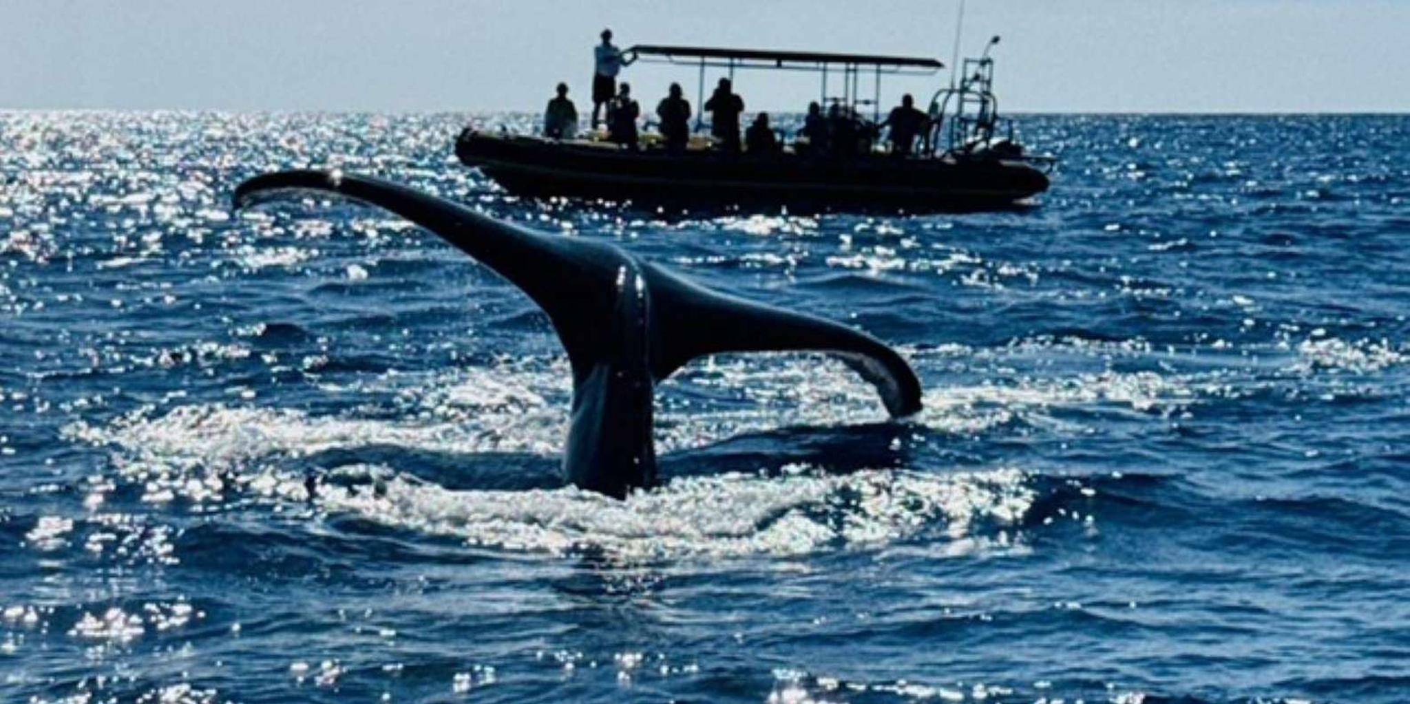 Kailua-Kona Dolphin Watching and Double Reef Snorkel - Image 4