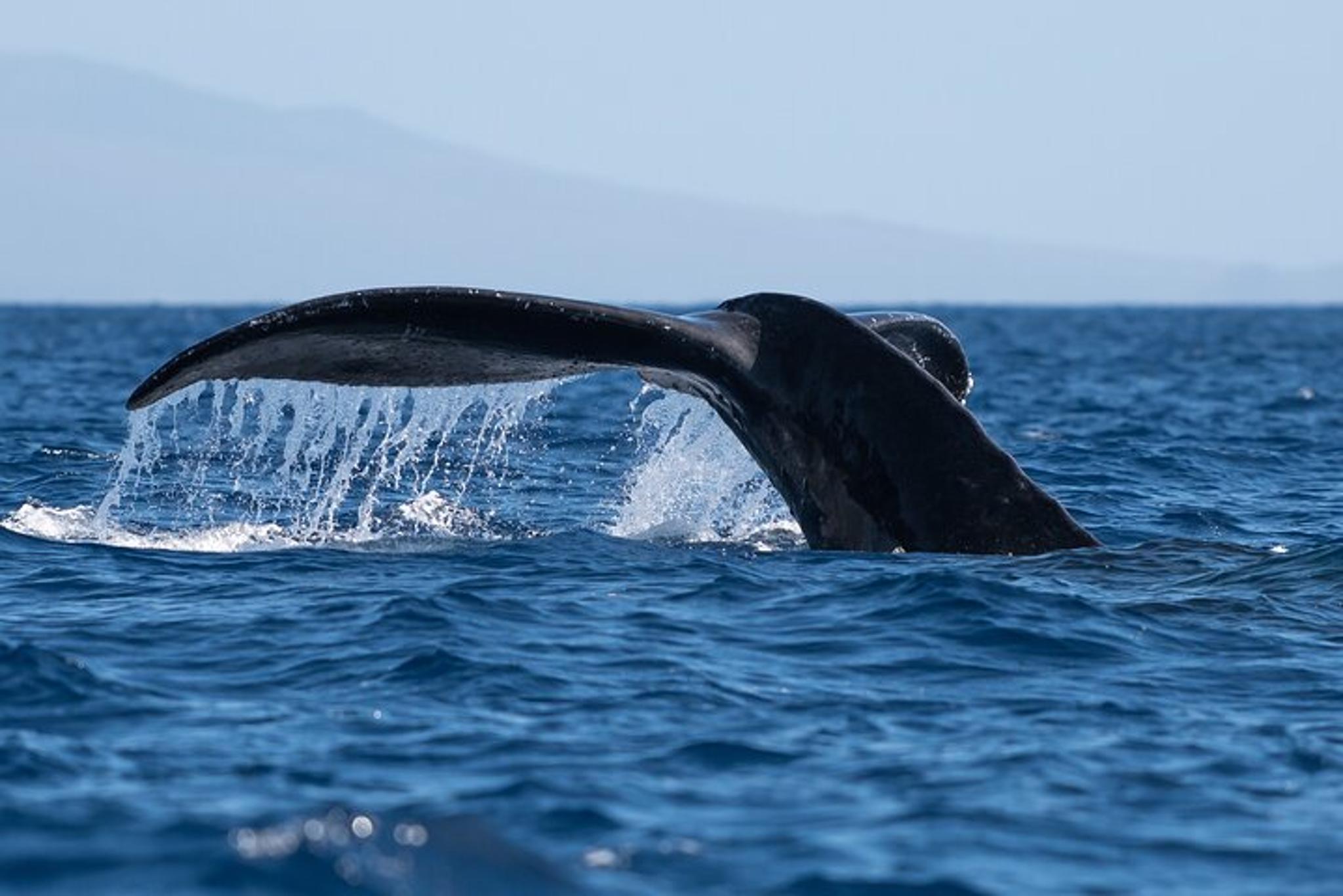Honolulu Whale Watching Tour - Image 5